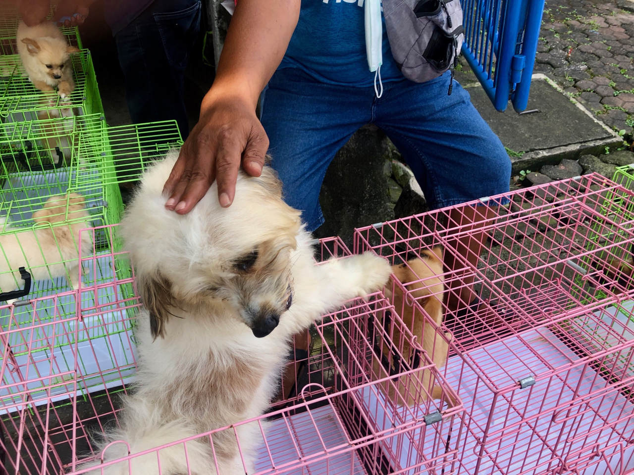 Many people visit the Bali Bird Market to buy pets like dogs and cats [Al Jazeera]