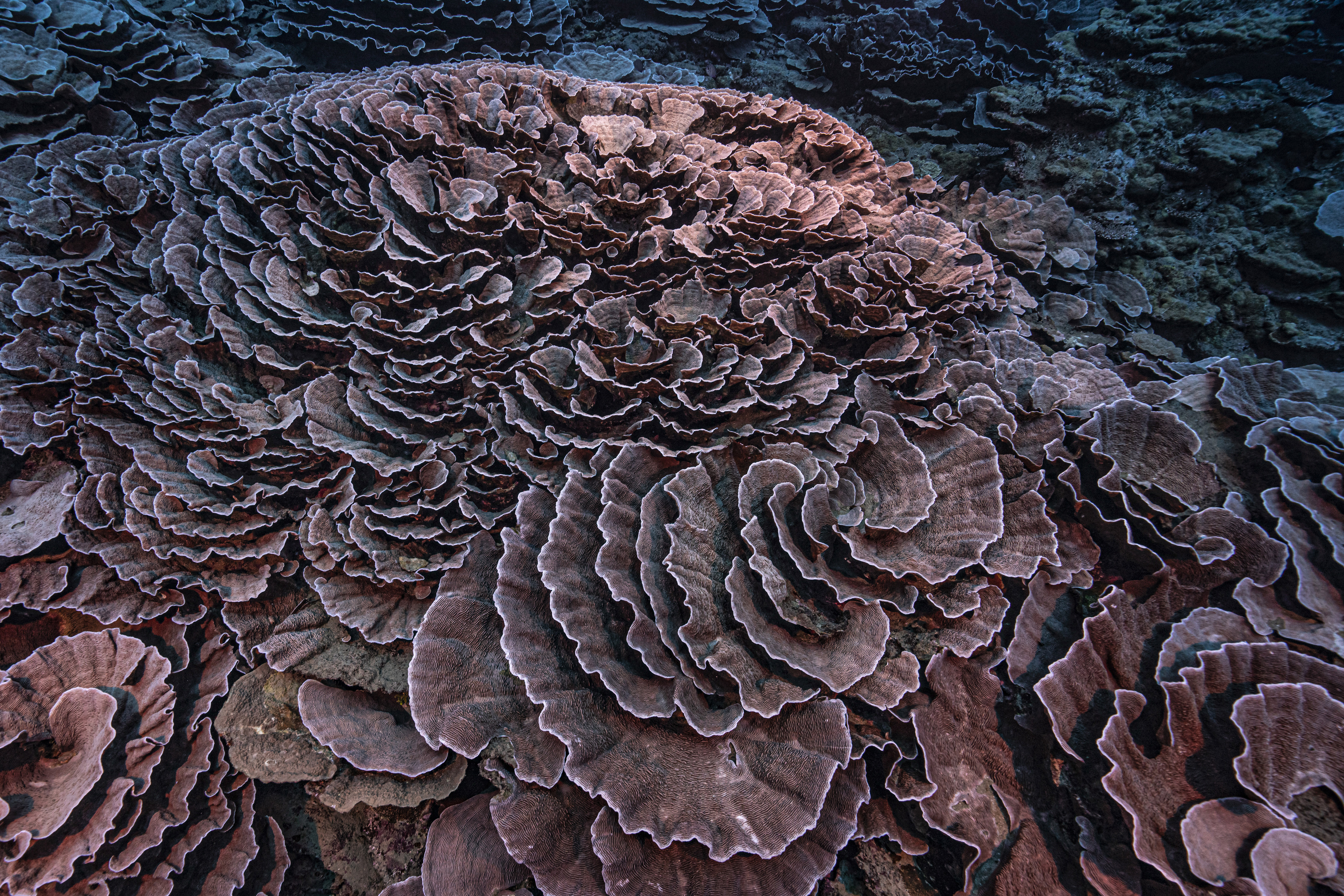 Corals shaped like roses in the waters off the coast of Tahiti