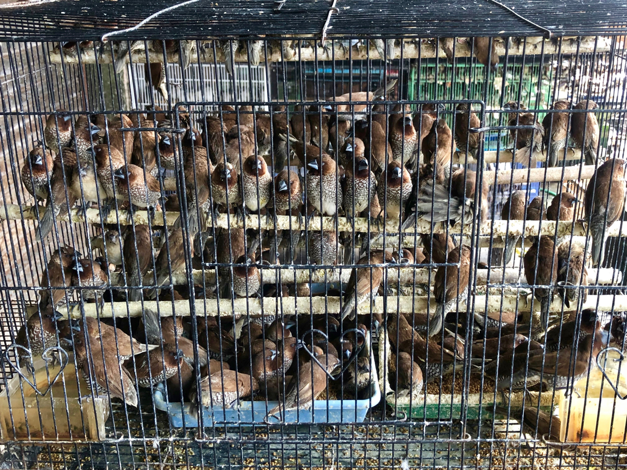 Hundreds of scaly-breasted munia are kept in a crowded cage while they await buyers. Songbirds are popular with Indonesians but there is little way for them to know whether they are commercially bred or caught in the wild [Al Jazeera]