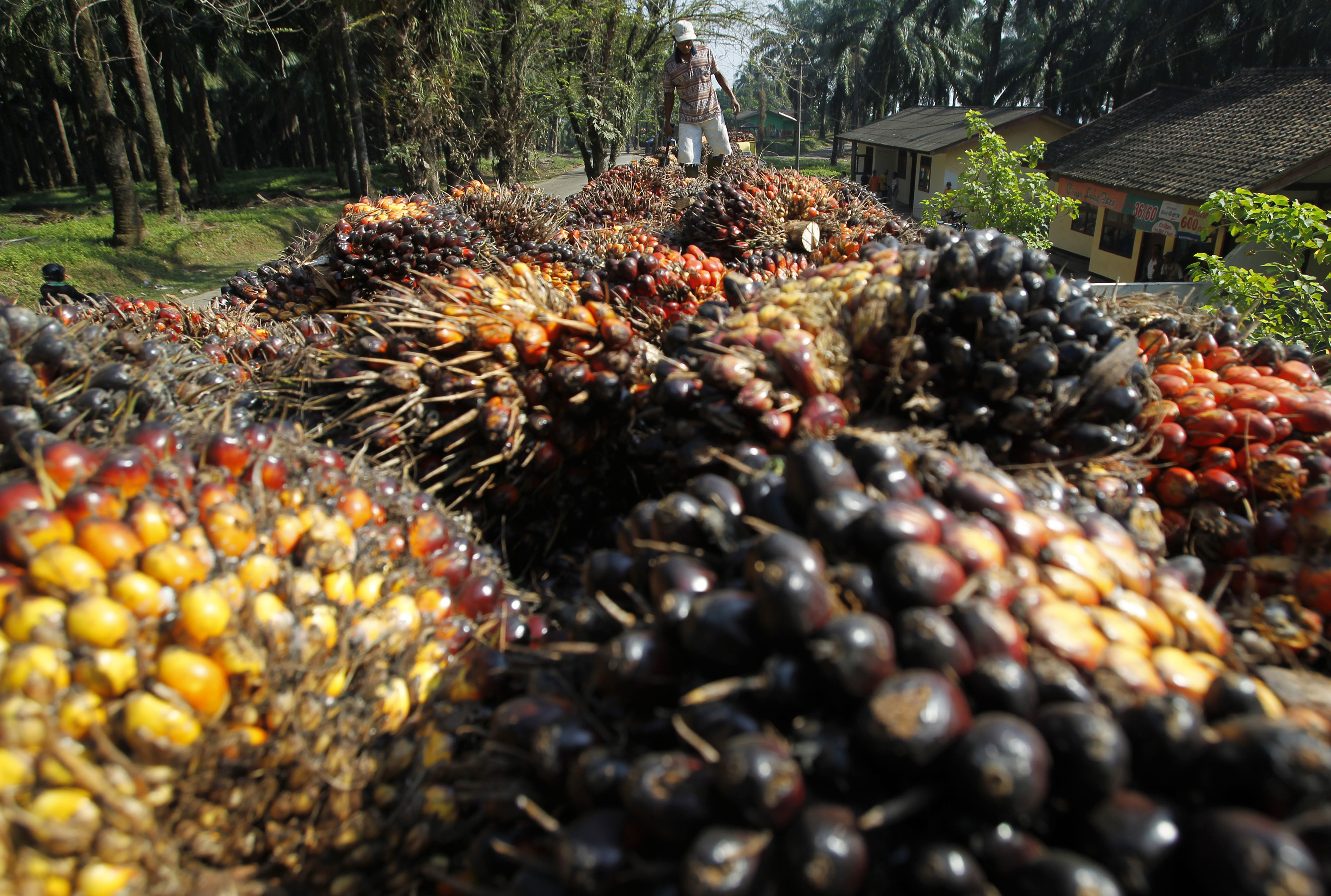 palm fruit