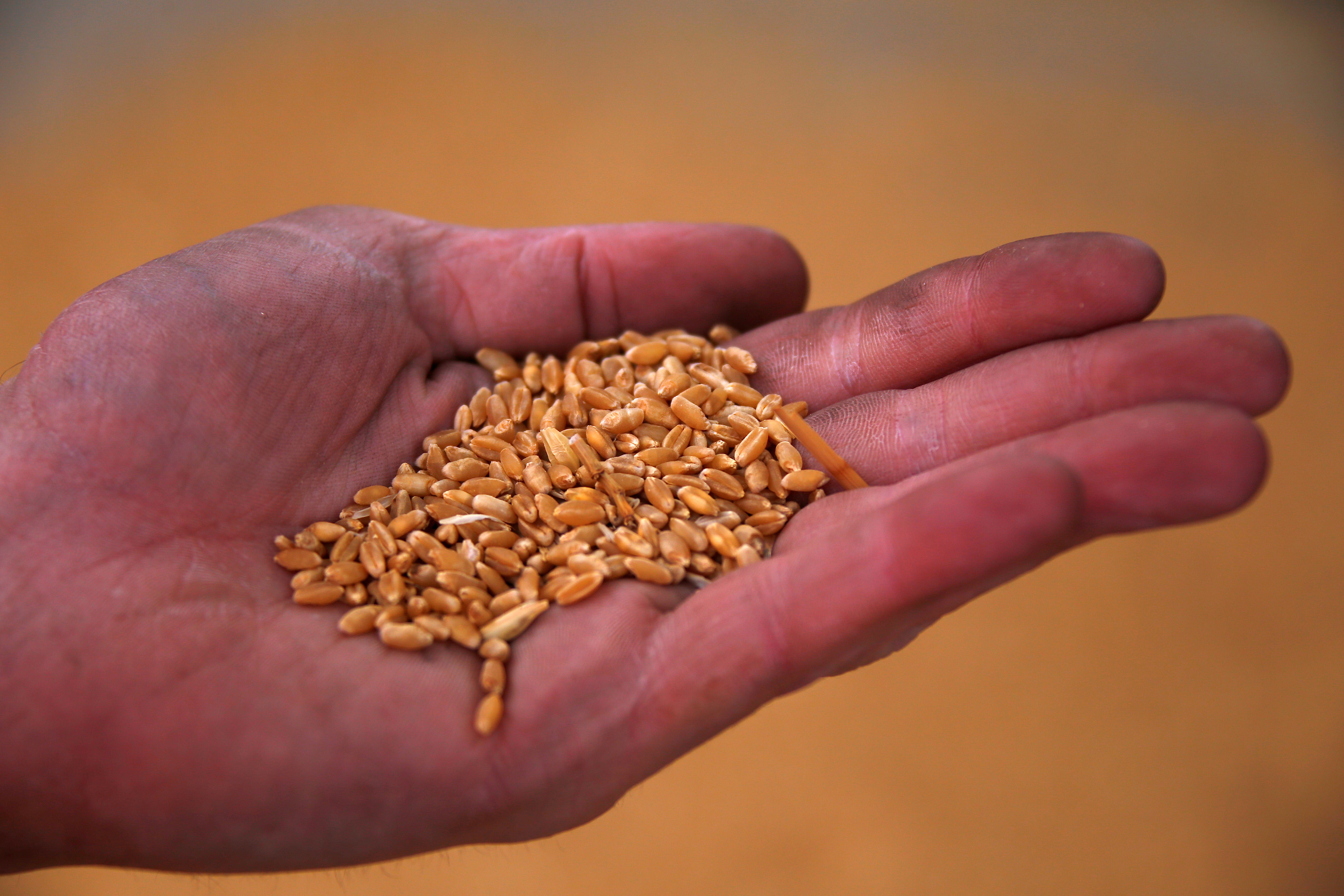 Wheat prices hit a 14-year high at a time when the economic fallout of the pandemic has already stretched household budgets