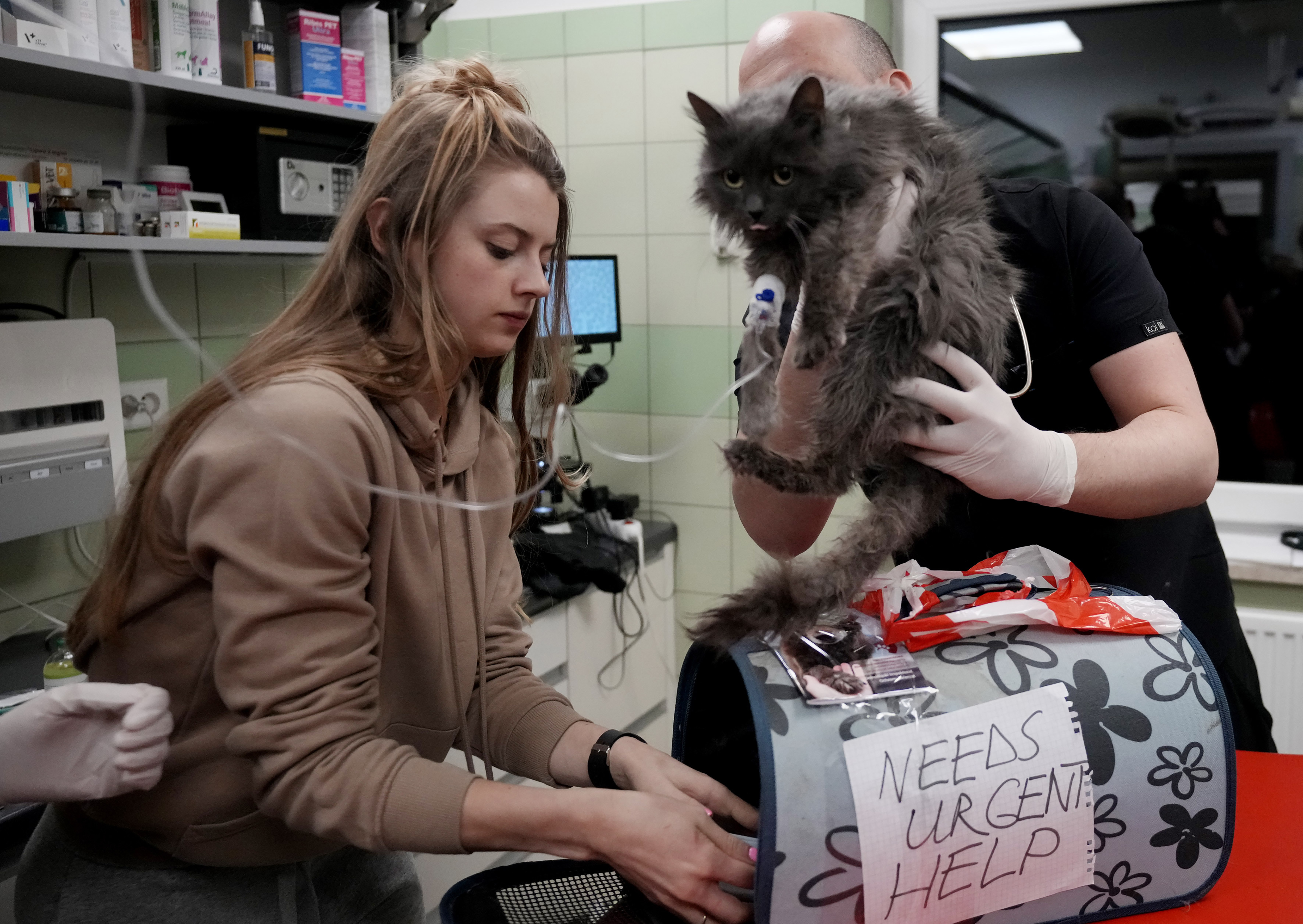 Doctors and volunteers take care of dozens of dogs and cats arriving from Ukraine at night to Przemysl in Poland