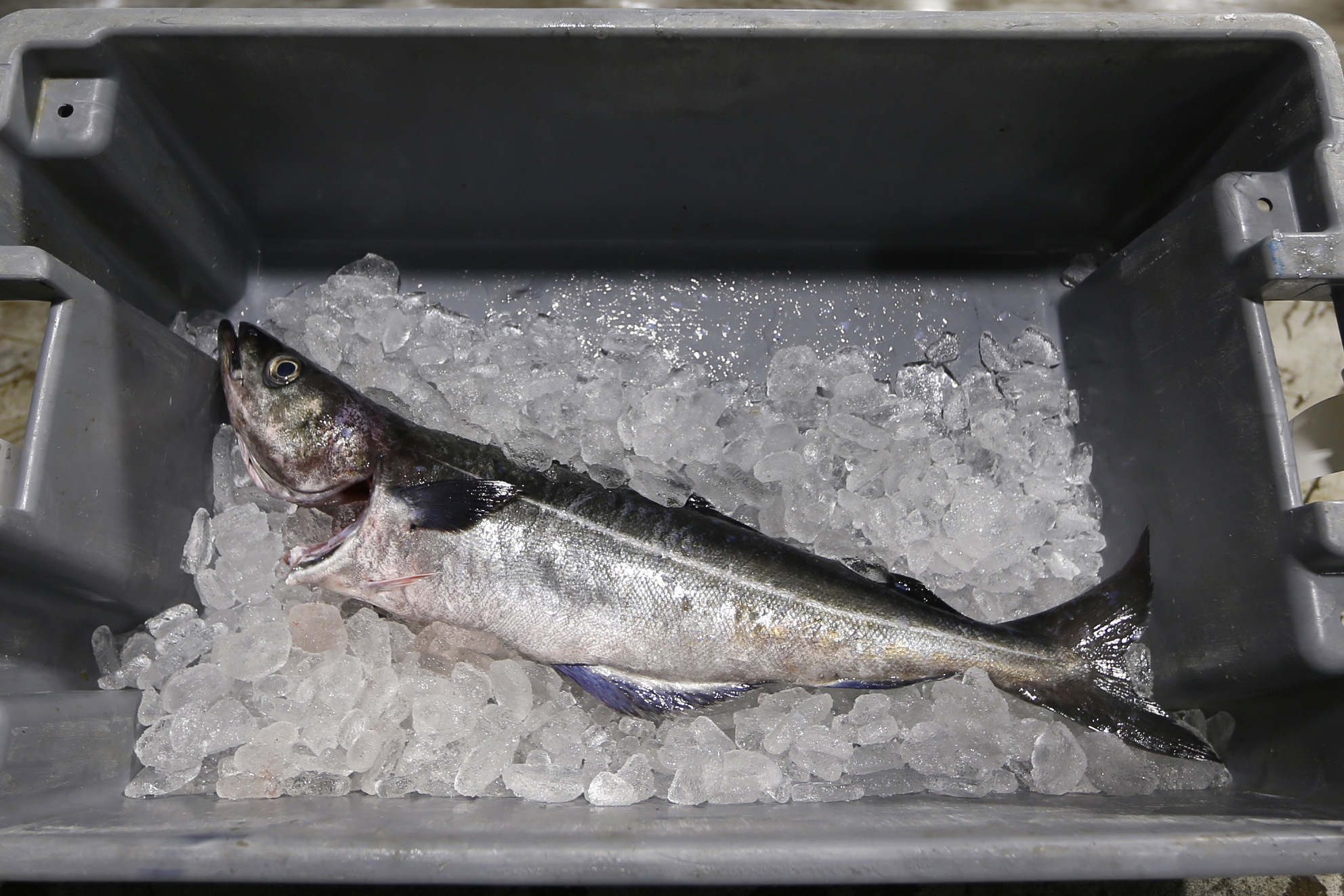 Shortcomings in US import regulations mean that Russian-caught pollock, salmon and crab are likely to enter the US if they’re processed elsewhere