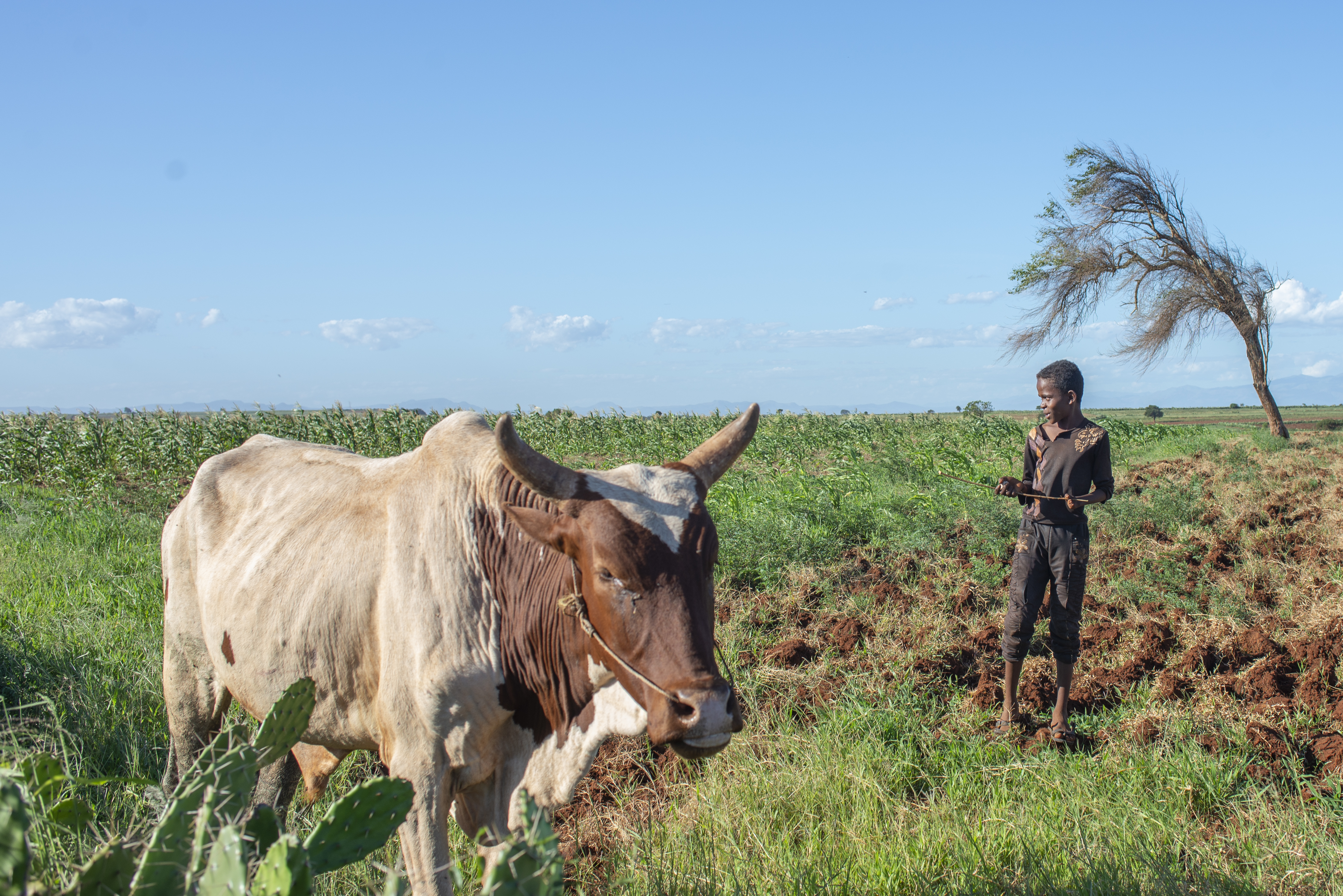 Madagascar hunger
