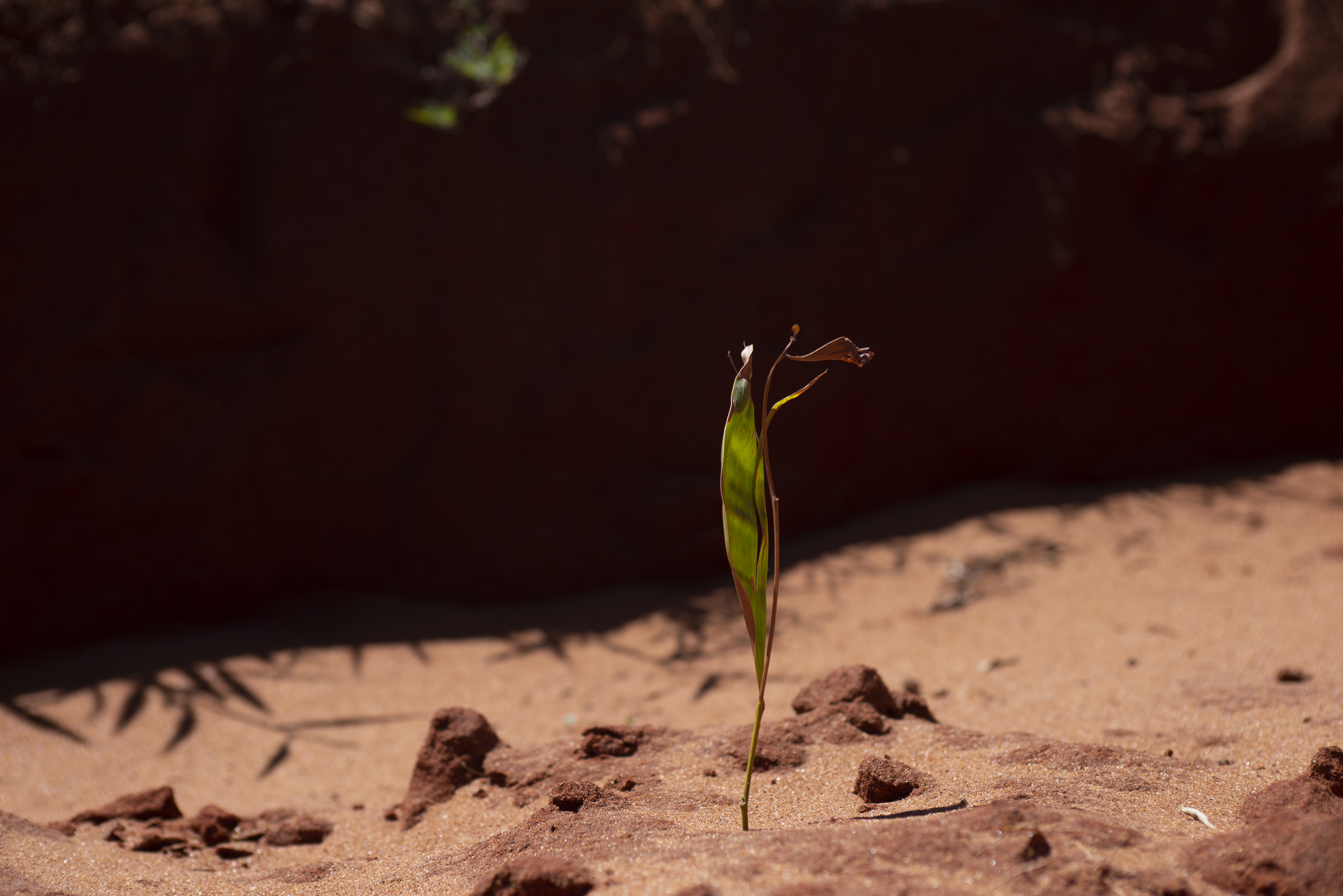 Madagascar hunger