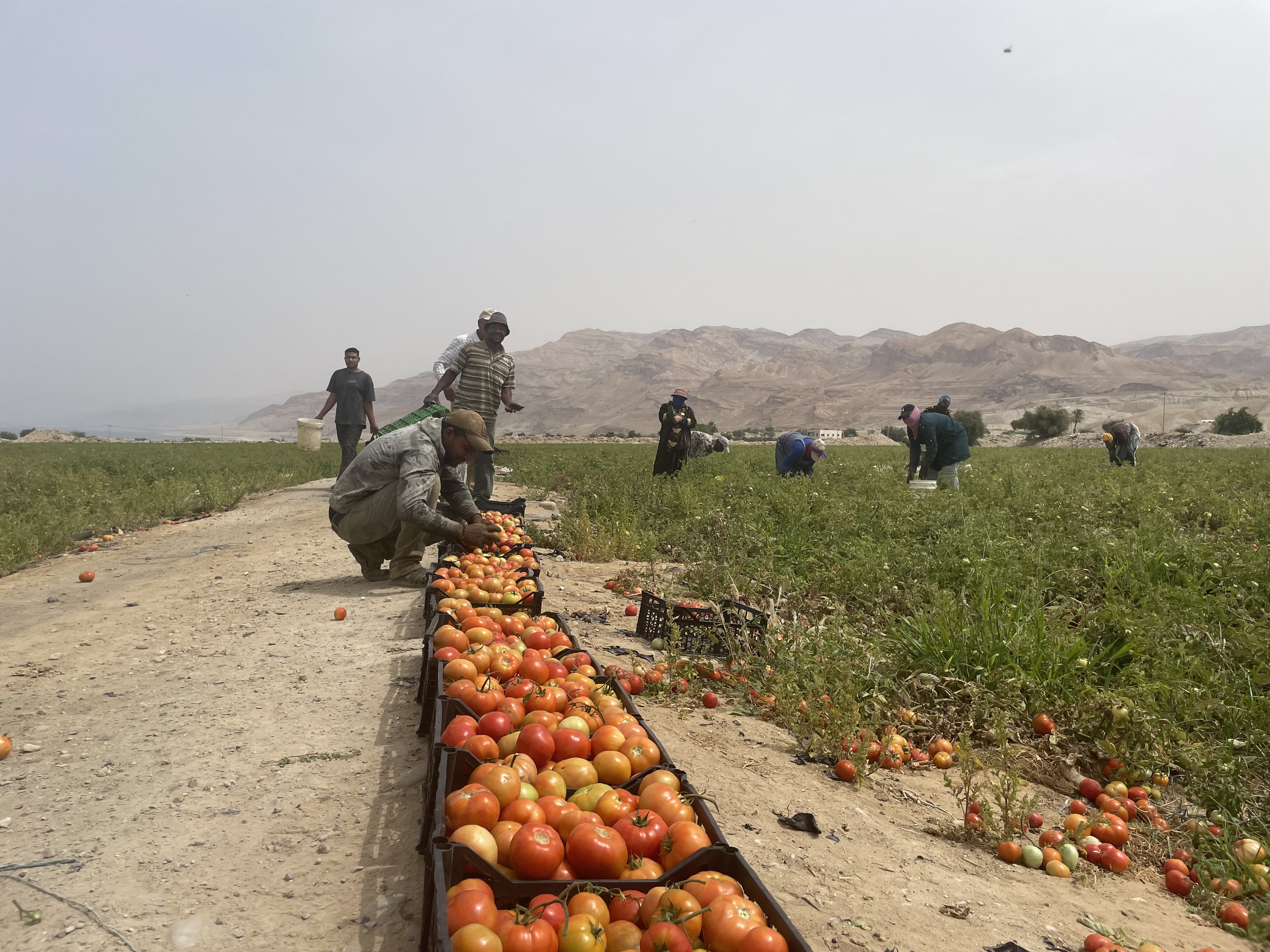 Dead Sea lever decreasing