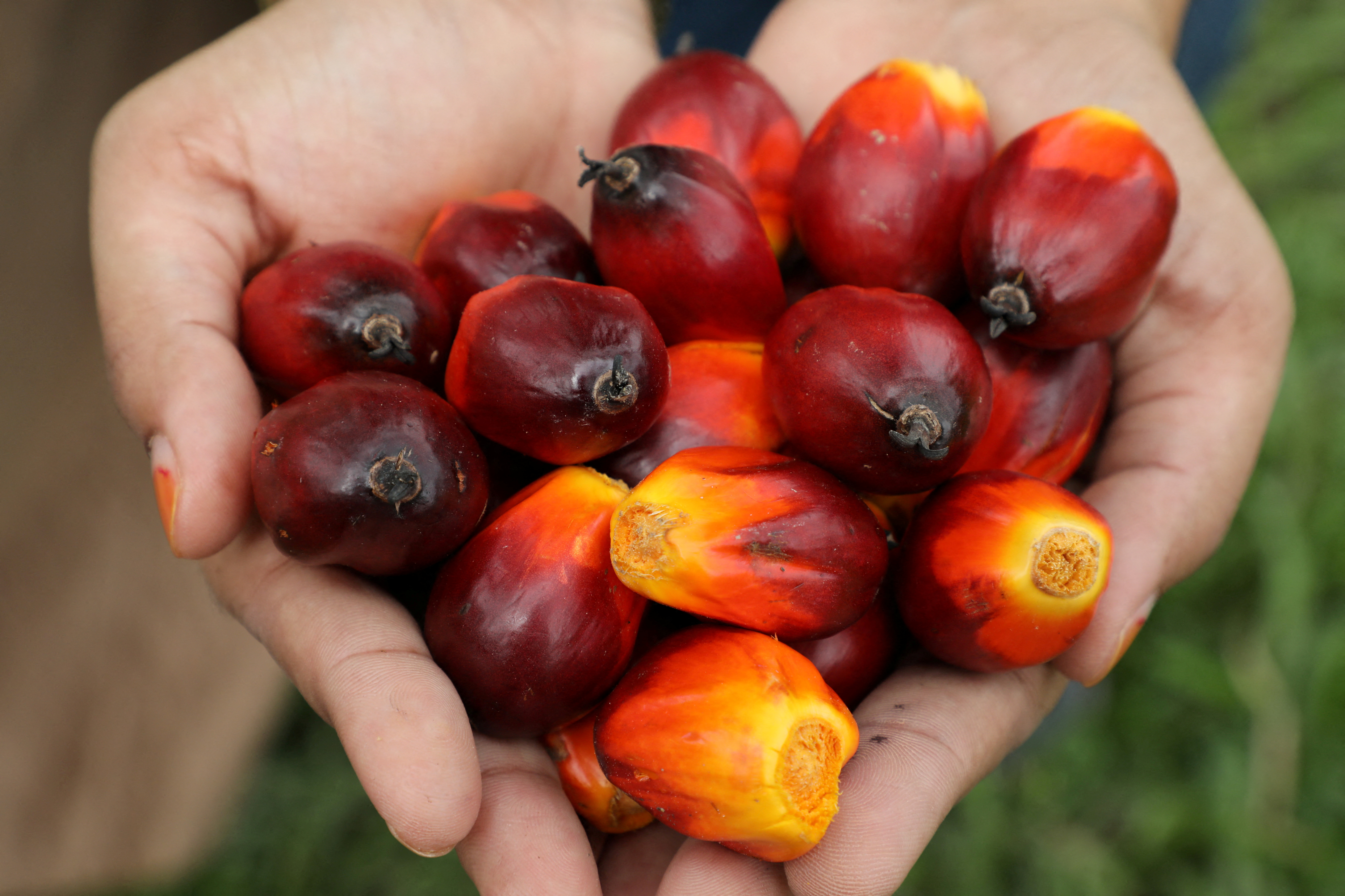 palm fruit