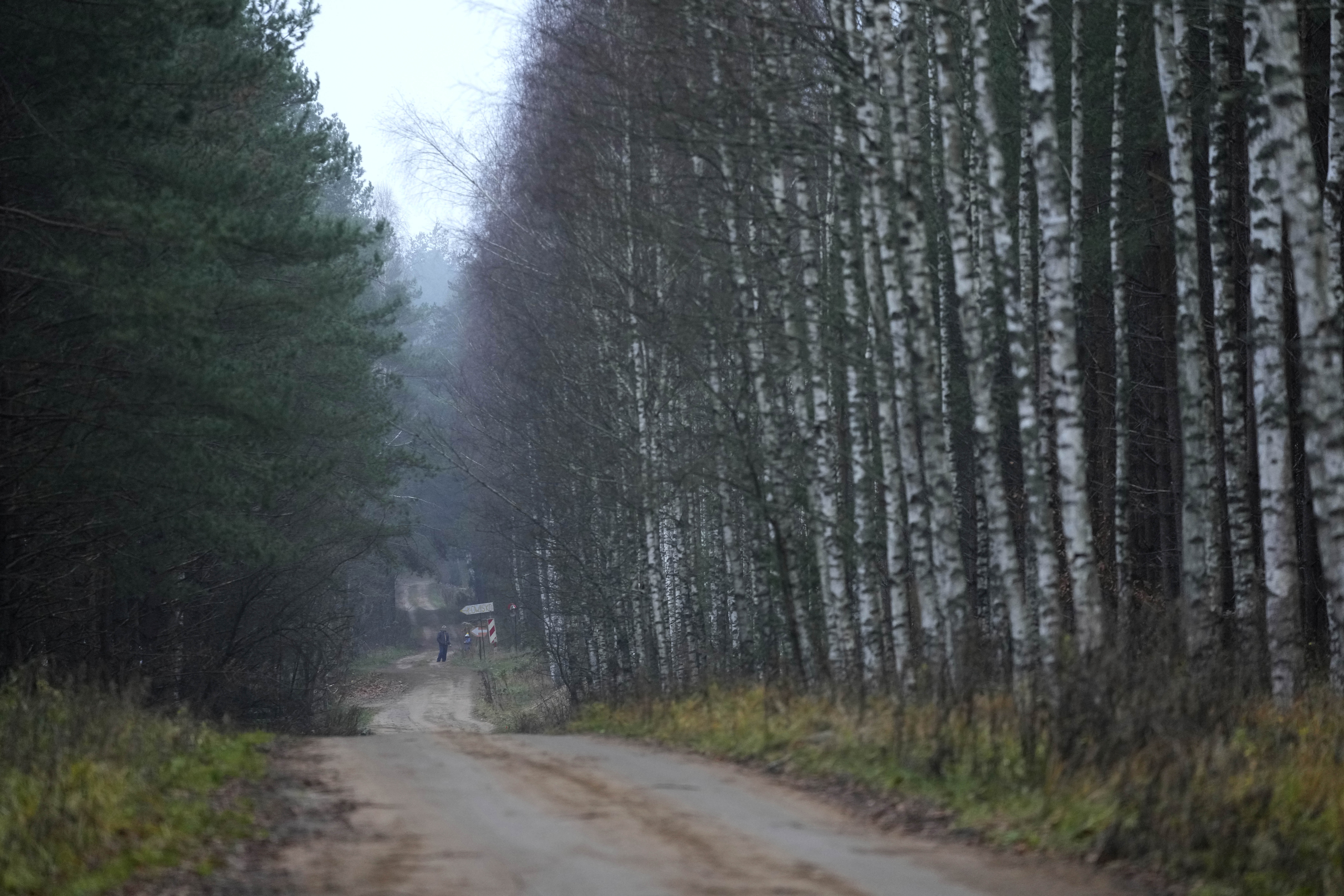 Birch trees stand in a forest at the Polish-Belarusian border near Krynki, Poland