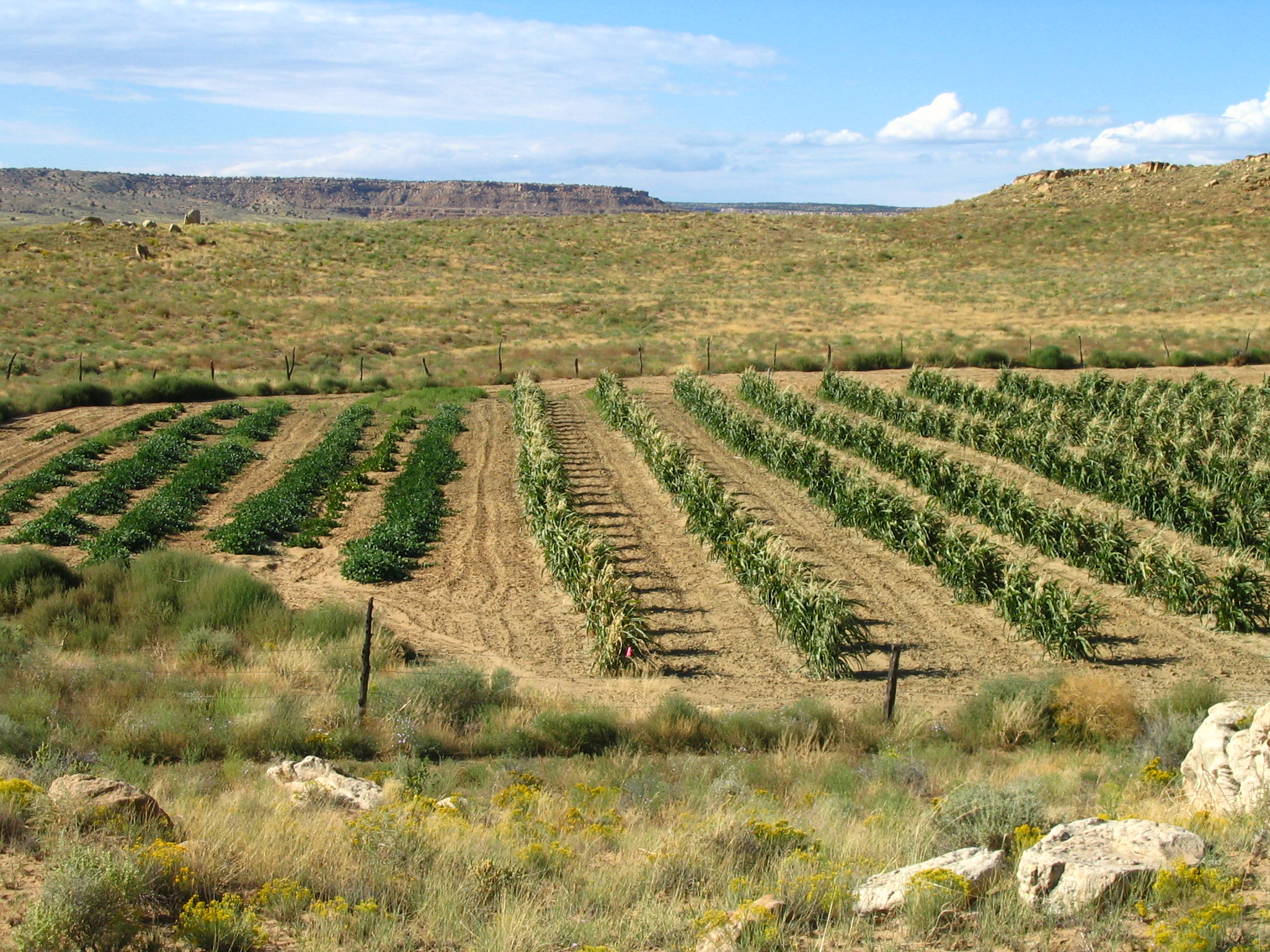 Rows of corn and Hopi lima beans in Johnson’s field in September