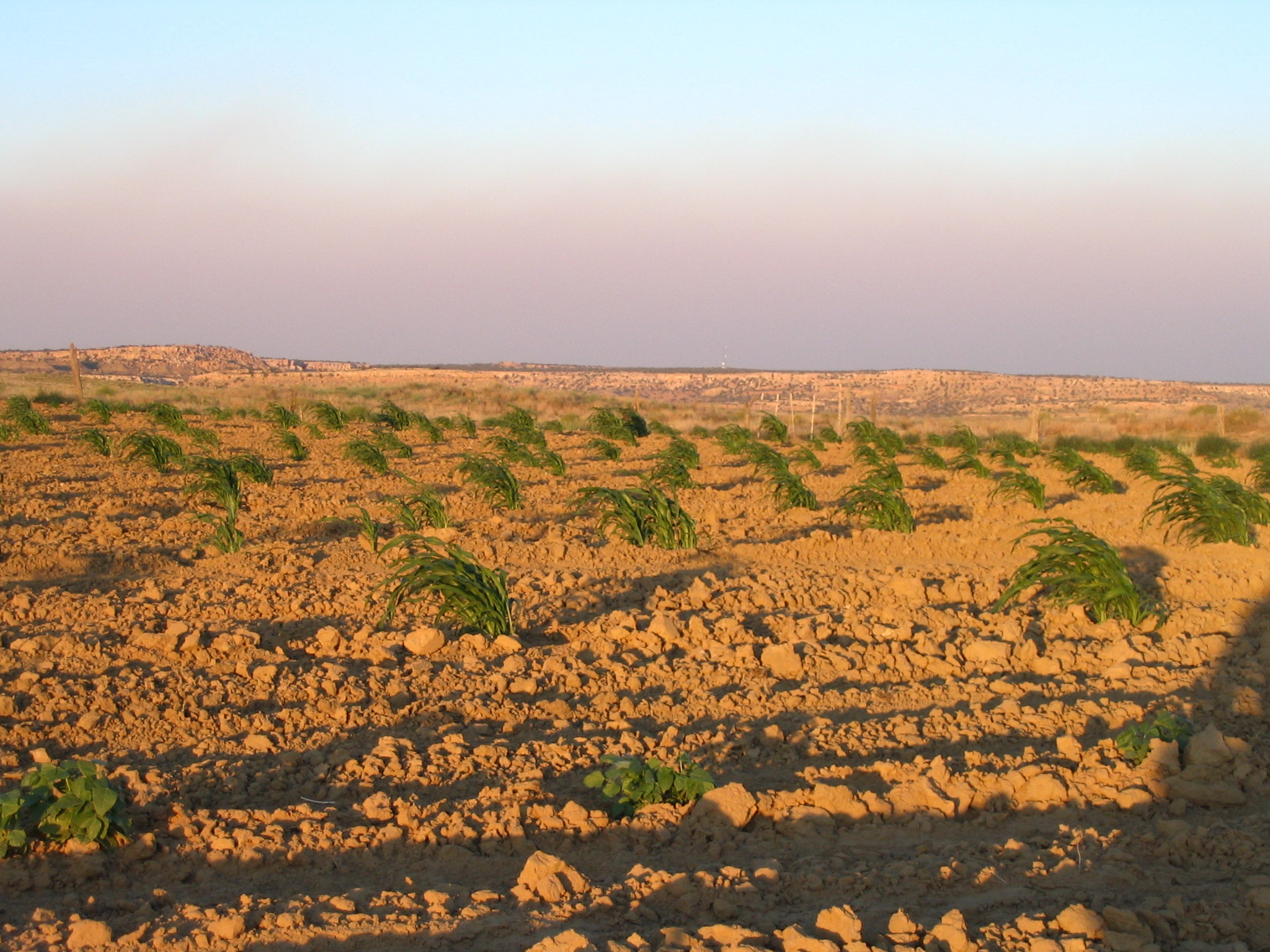 Young corn gets blown by the wind on the Hopi Reservation
