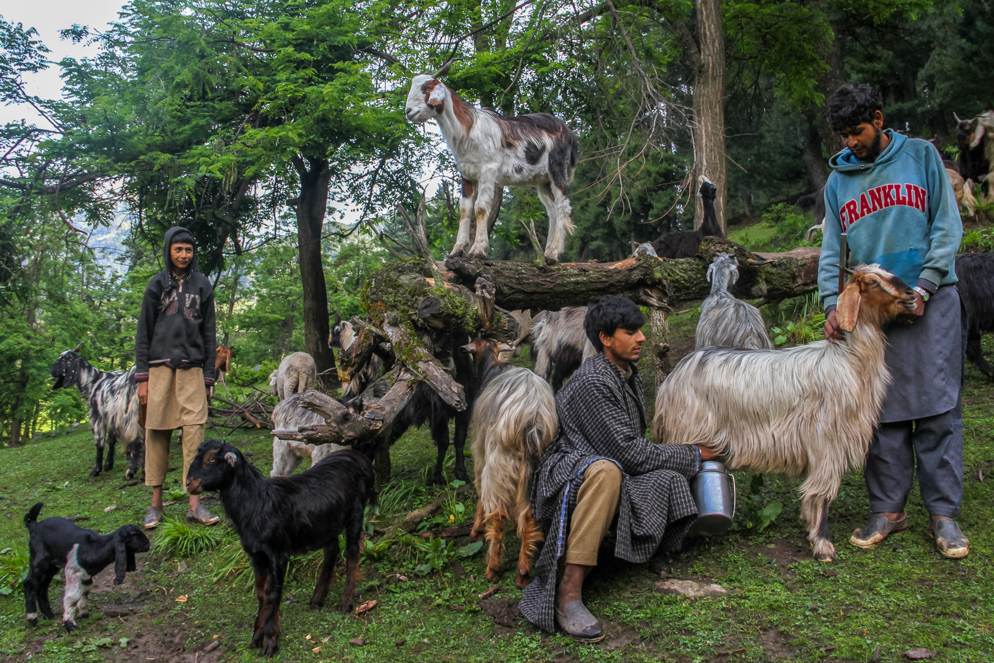 Juneed is milking the goat as his brother Muzammal holds the head of the goat to keep her steady. The milk will be used to make kudan