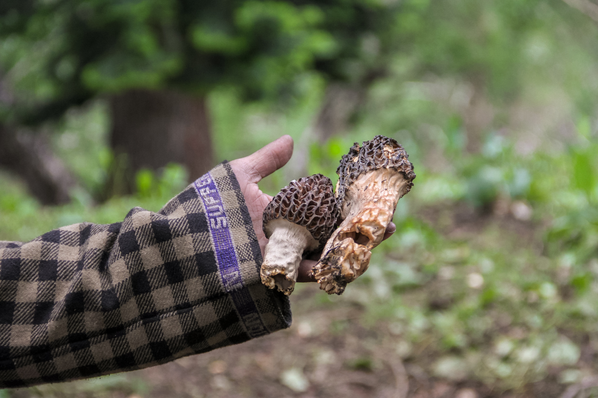 The rare wild gucchi morel mushrooms can only be found in the Himalayas