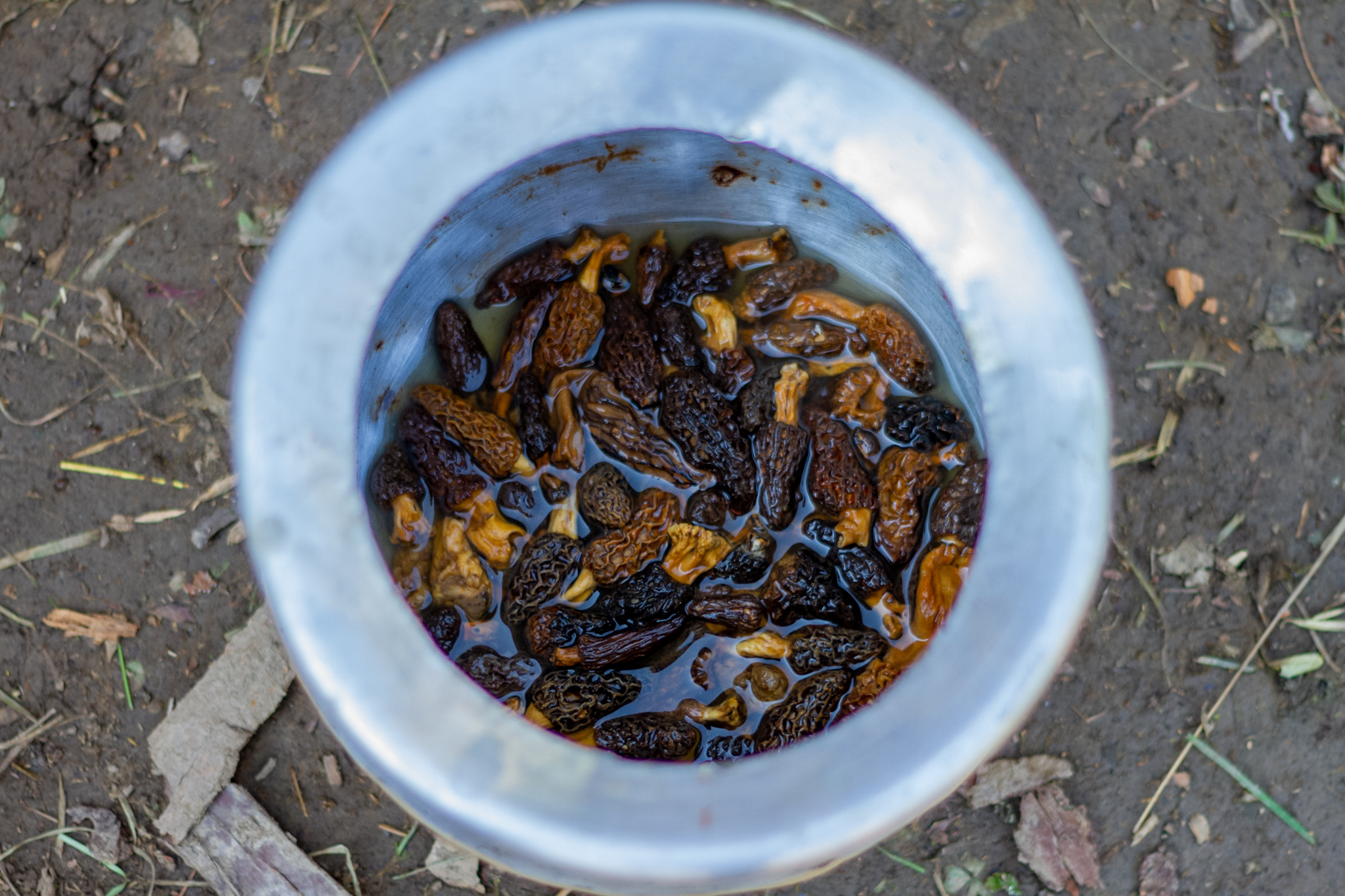 To make gucchi pulao, morel mushrooms are first washed really well, then soaked