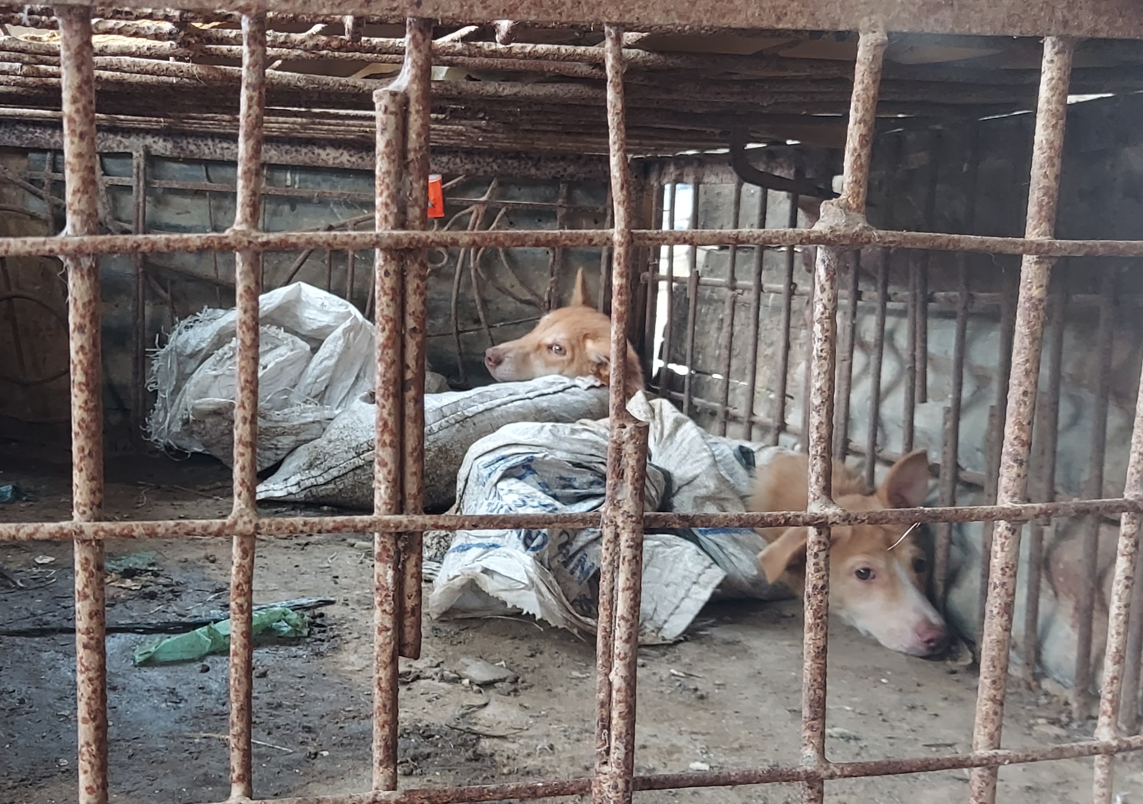 Animal rights campaigners say Indonesia’s dog meat trade is inhumane [Courtesy of Aisyah Llewellyn]