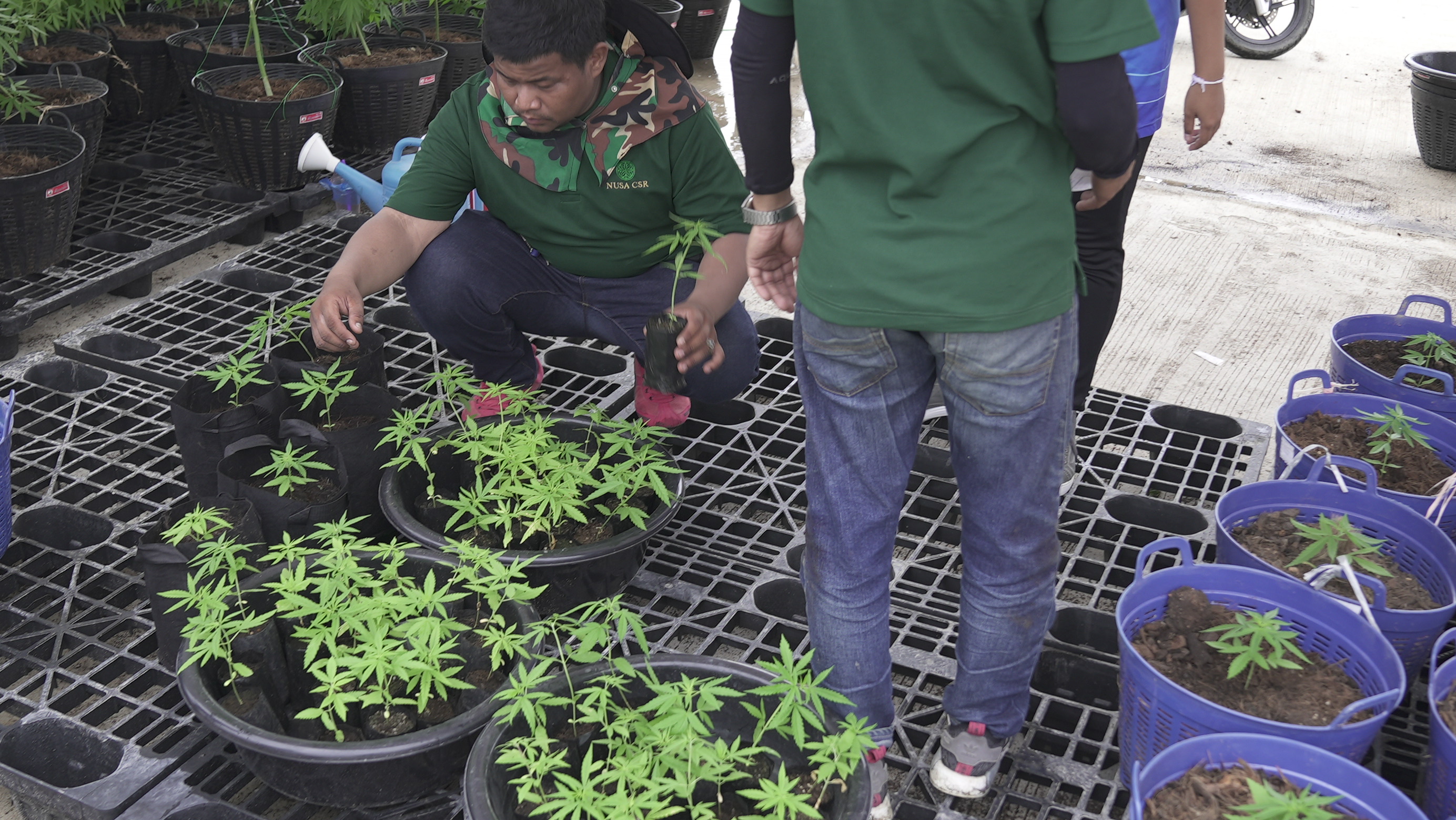 Siam Cannabis Land, 