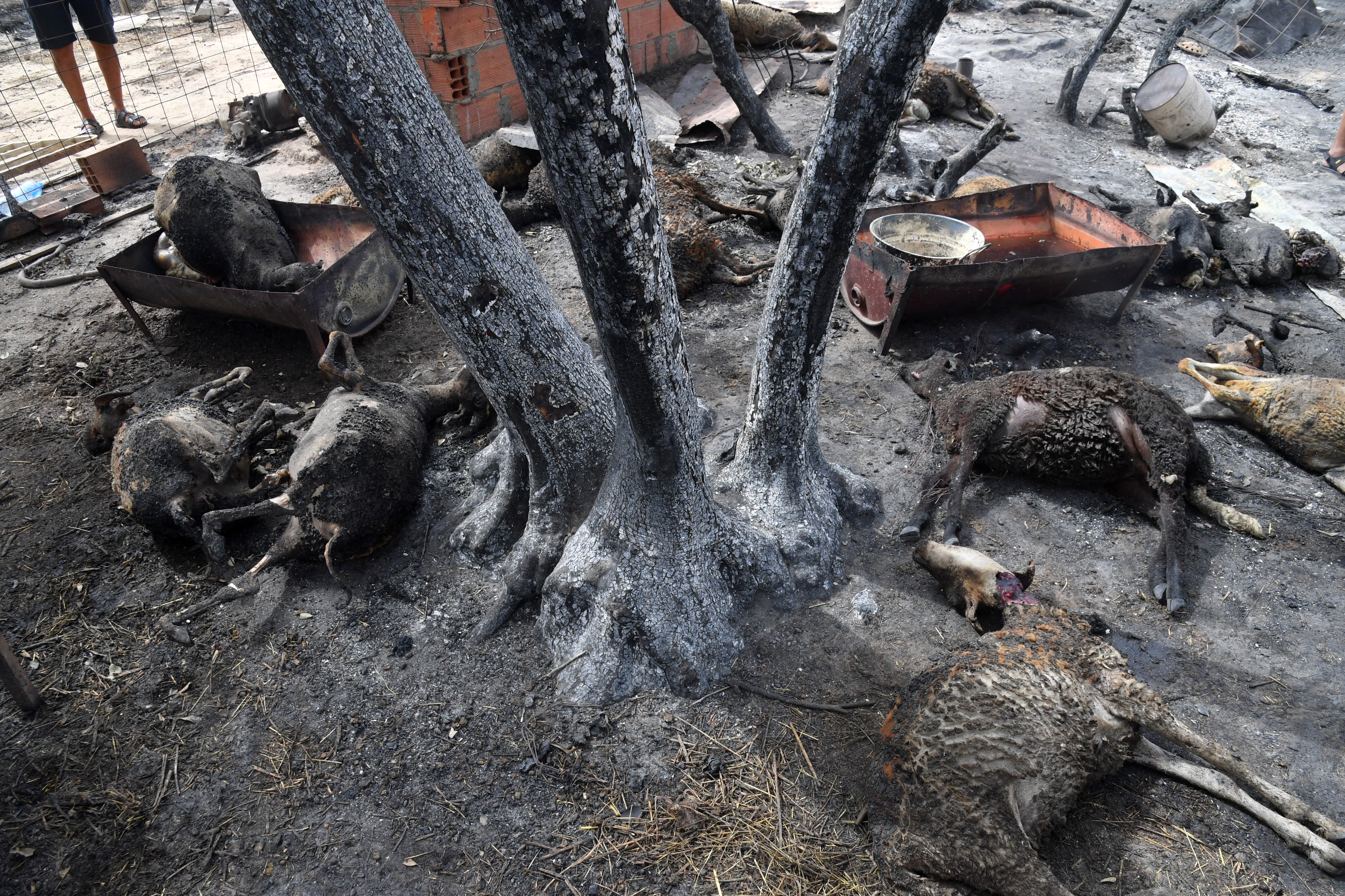 Algeria Wildfires
