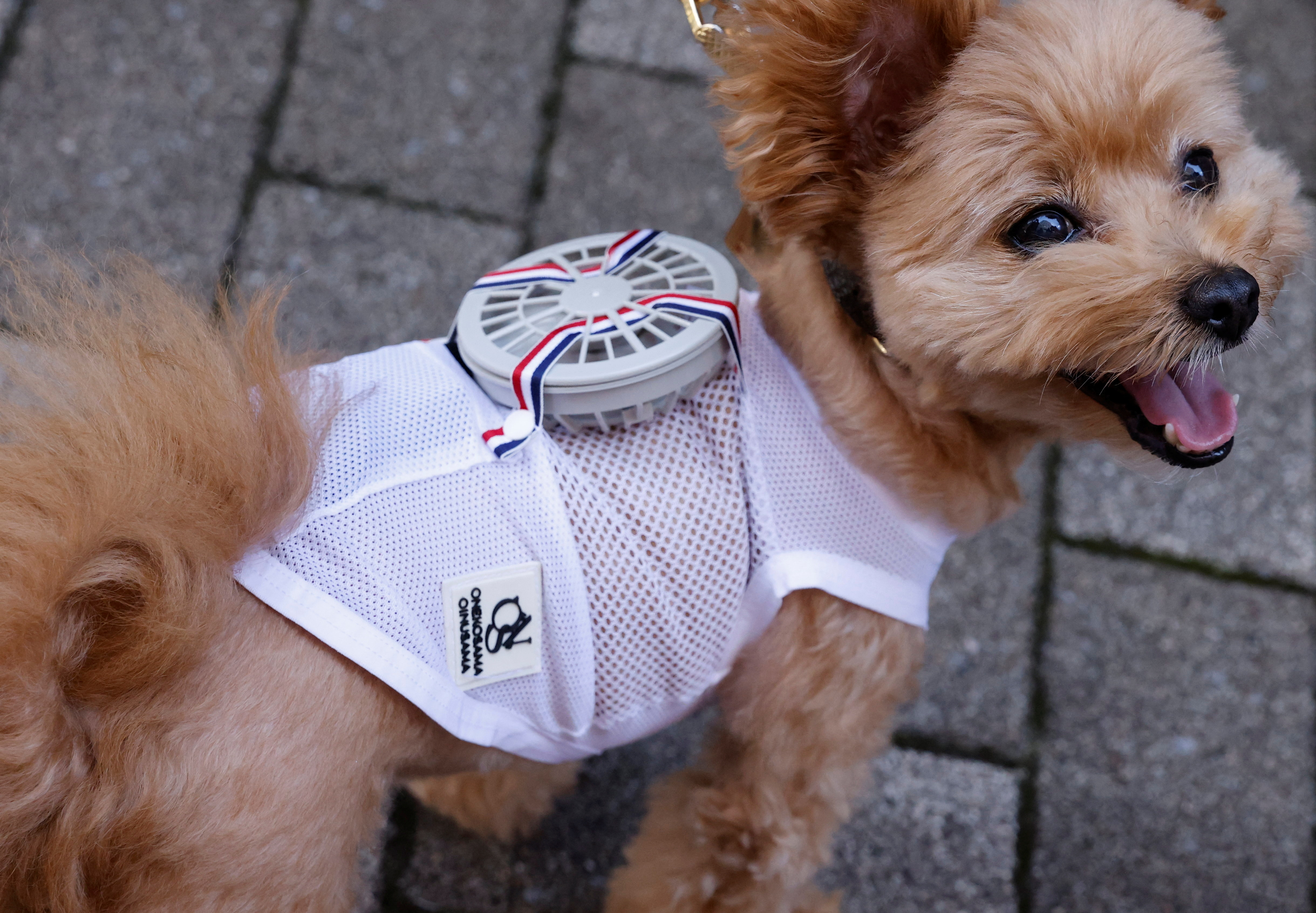 A small dog with a wearable fan on its back.