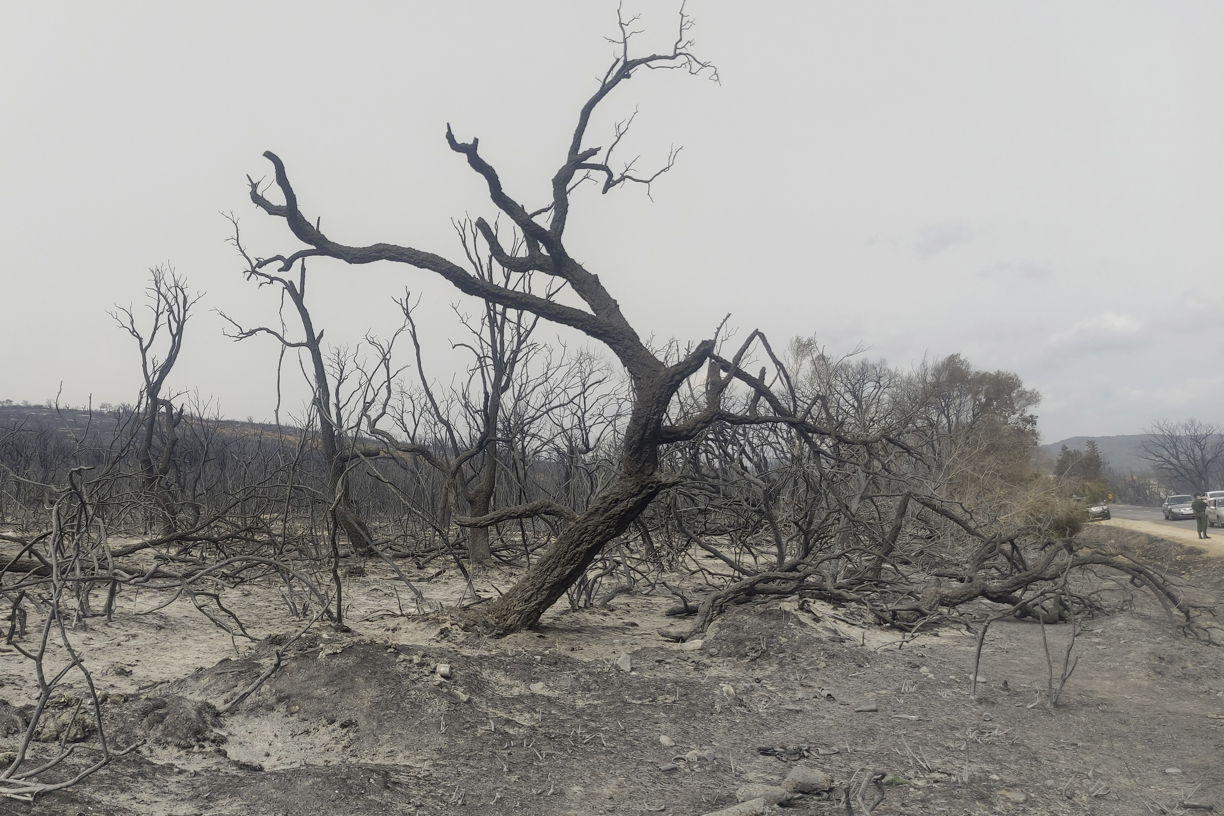Algeria Wildfires