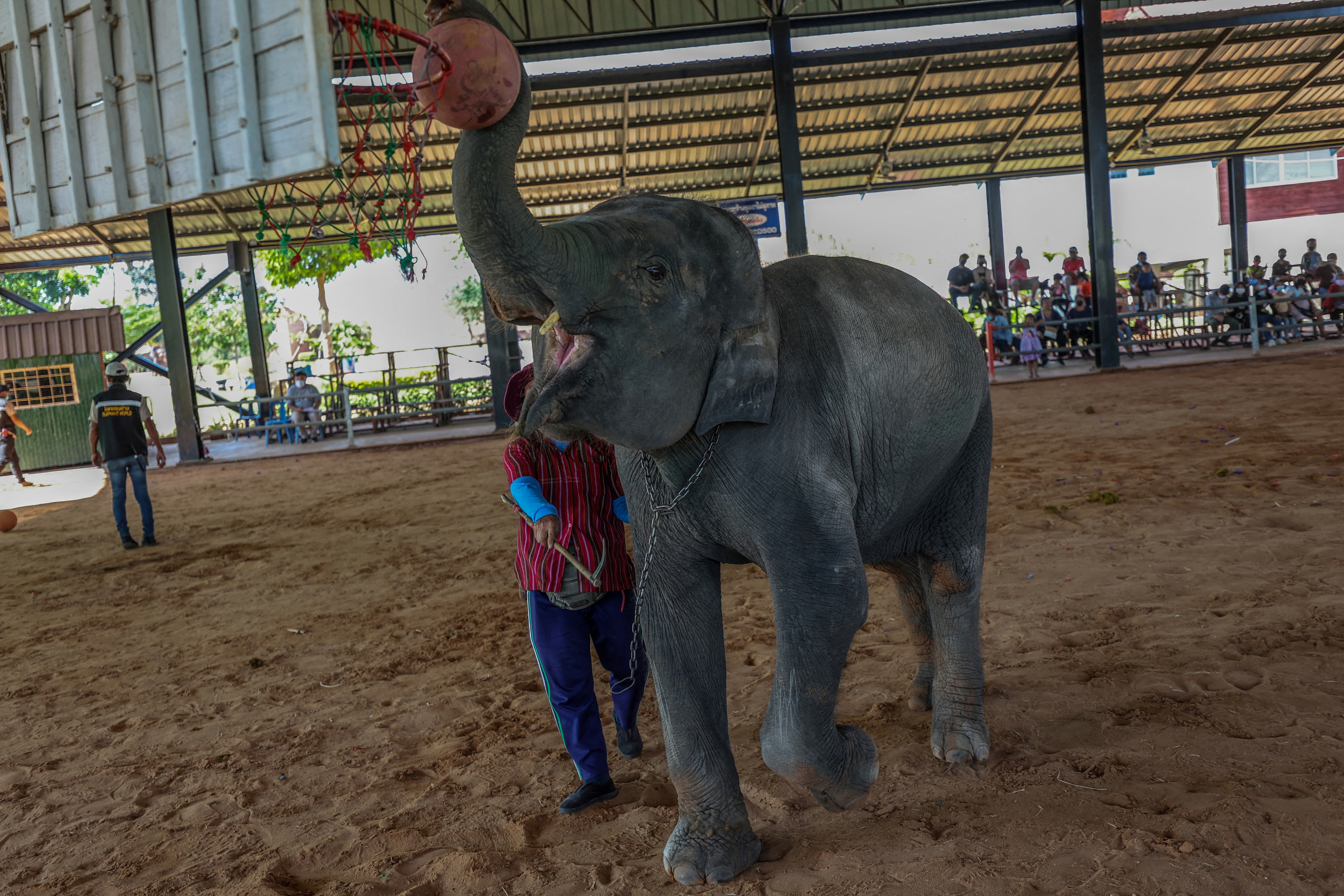 Thailand elephants