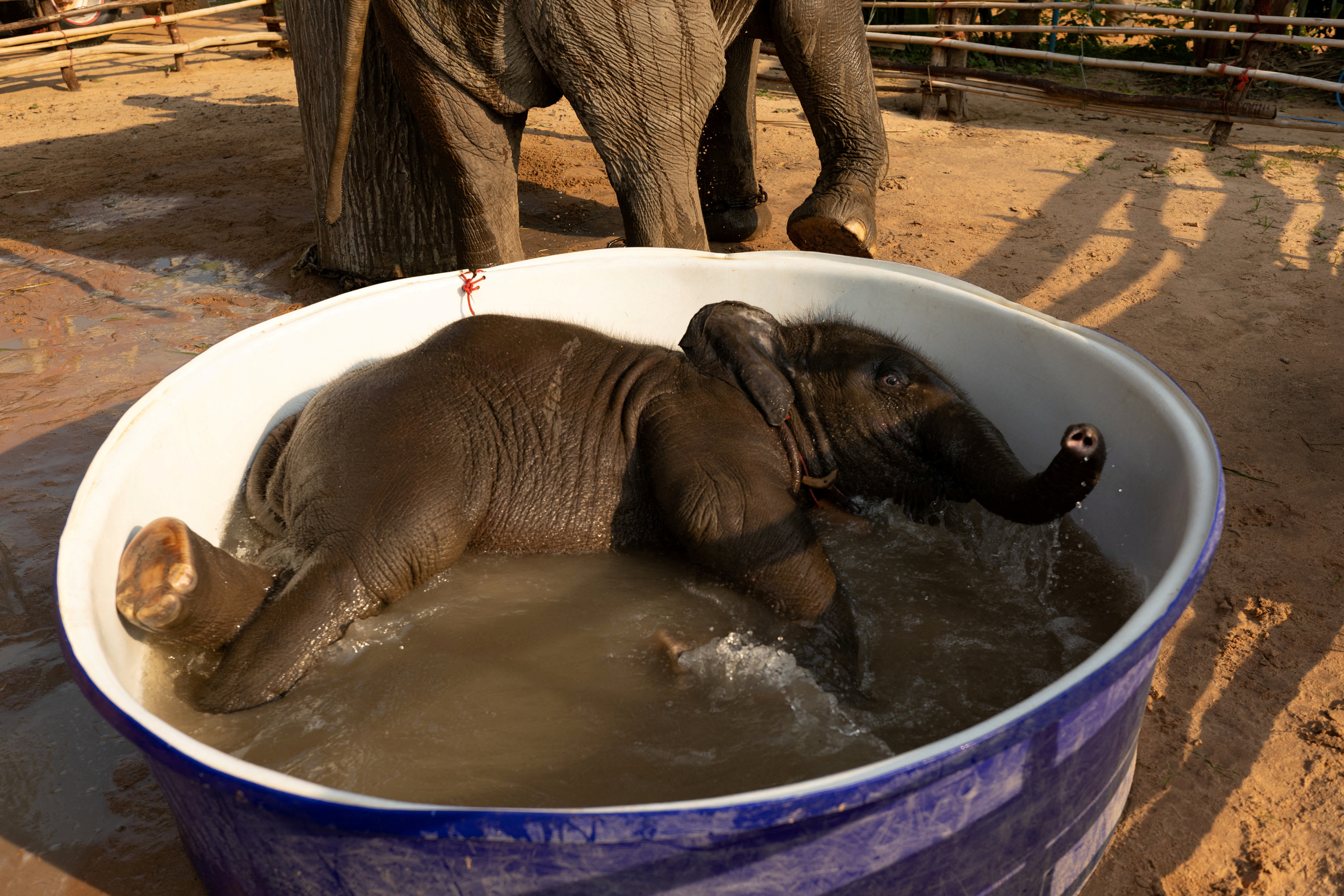 Thailand elephants