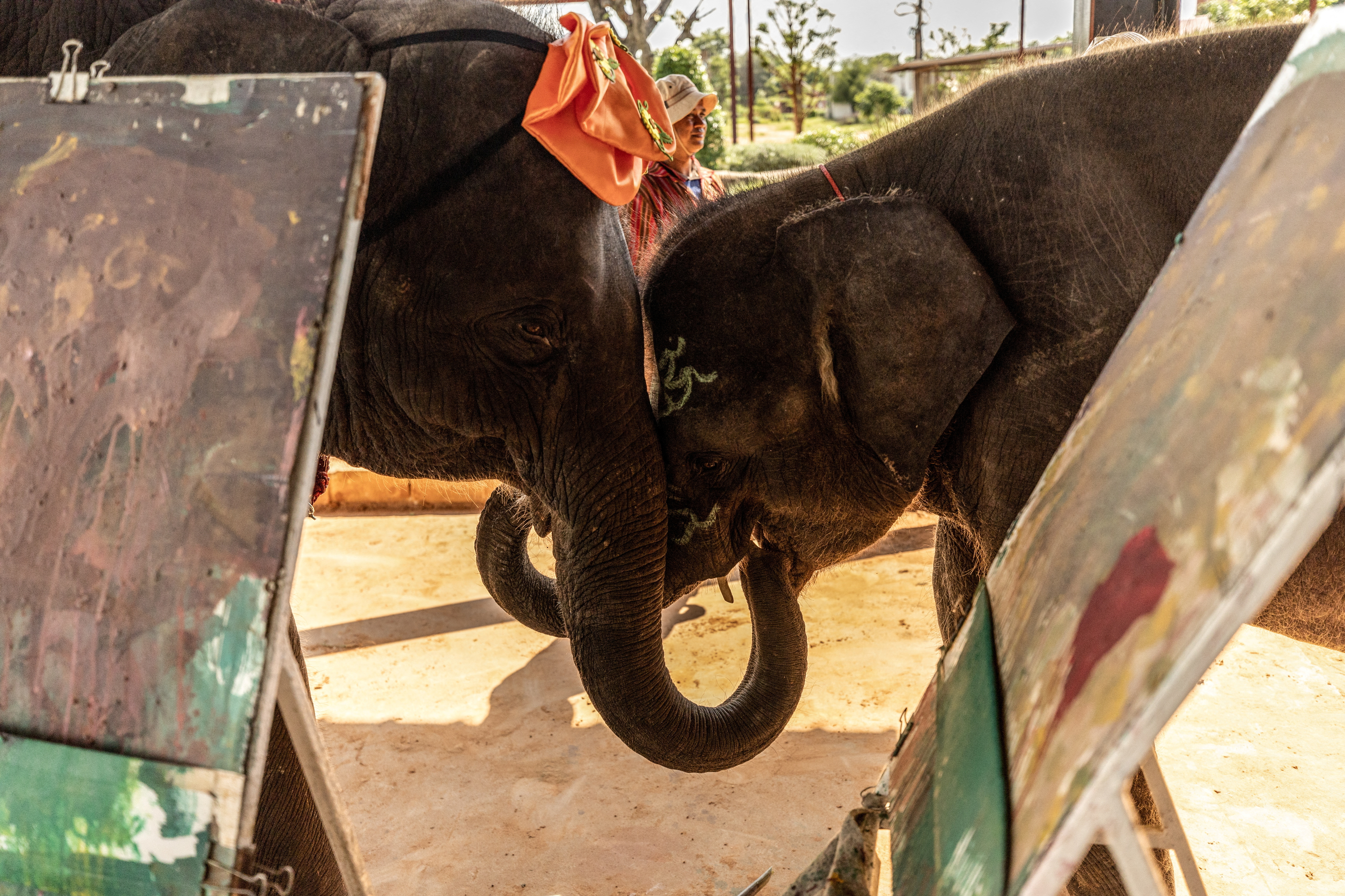 Thailand elephants