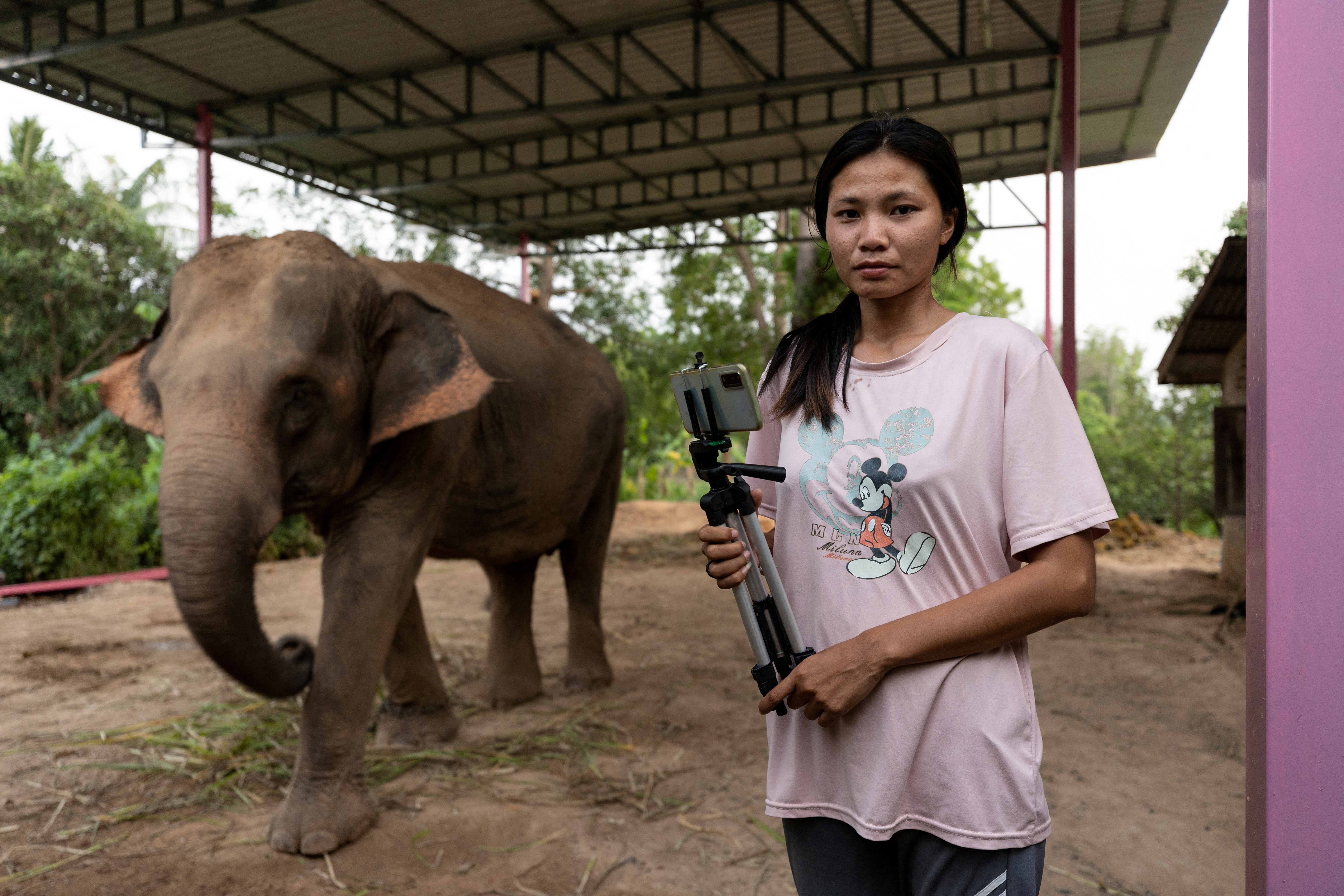 Thailand elephants