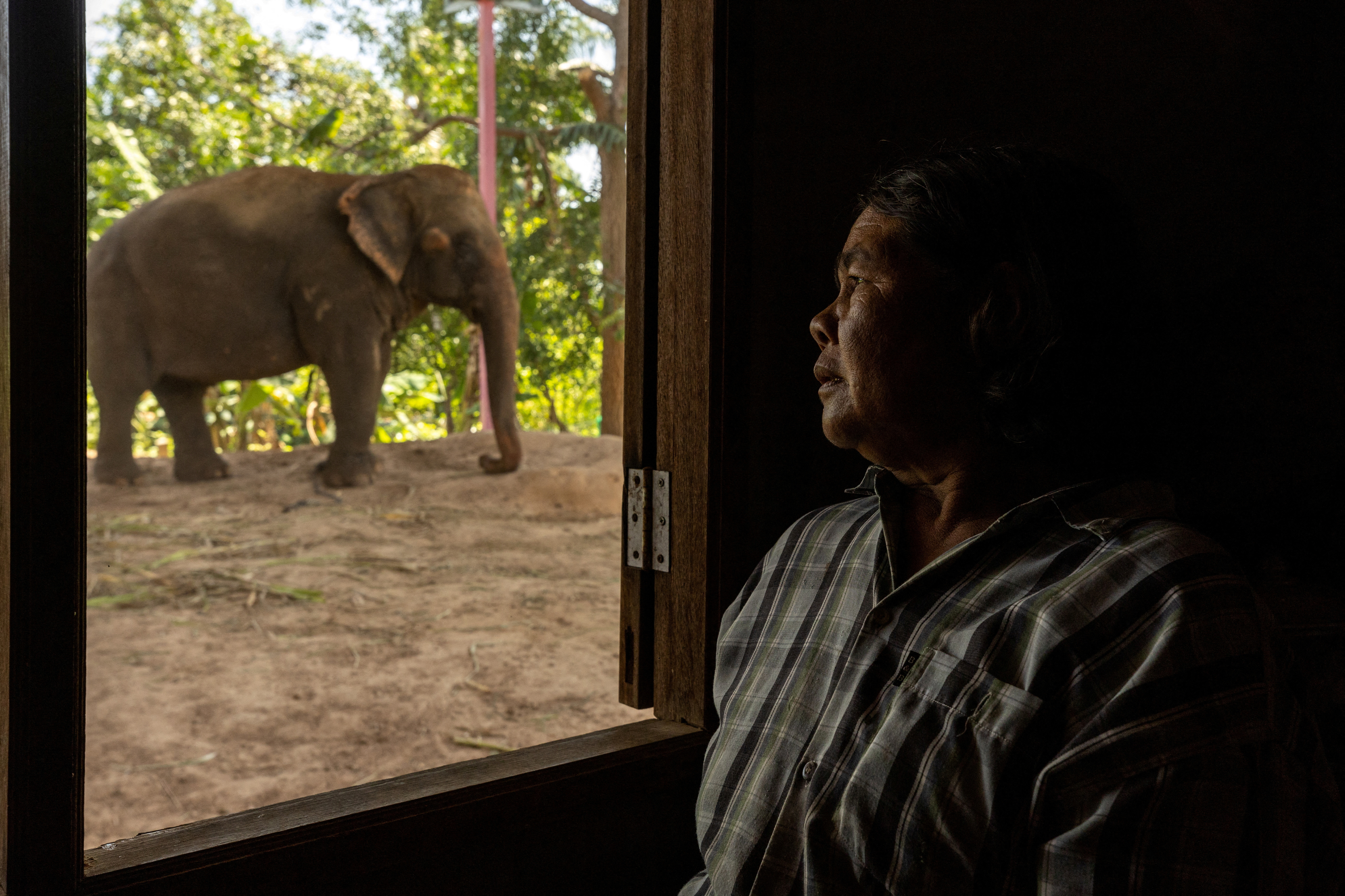 Thailand elephants