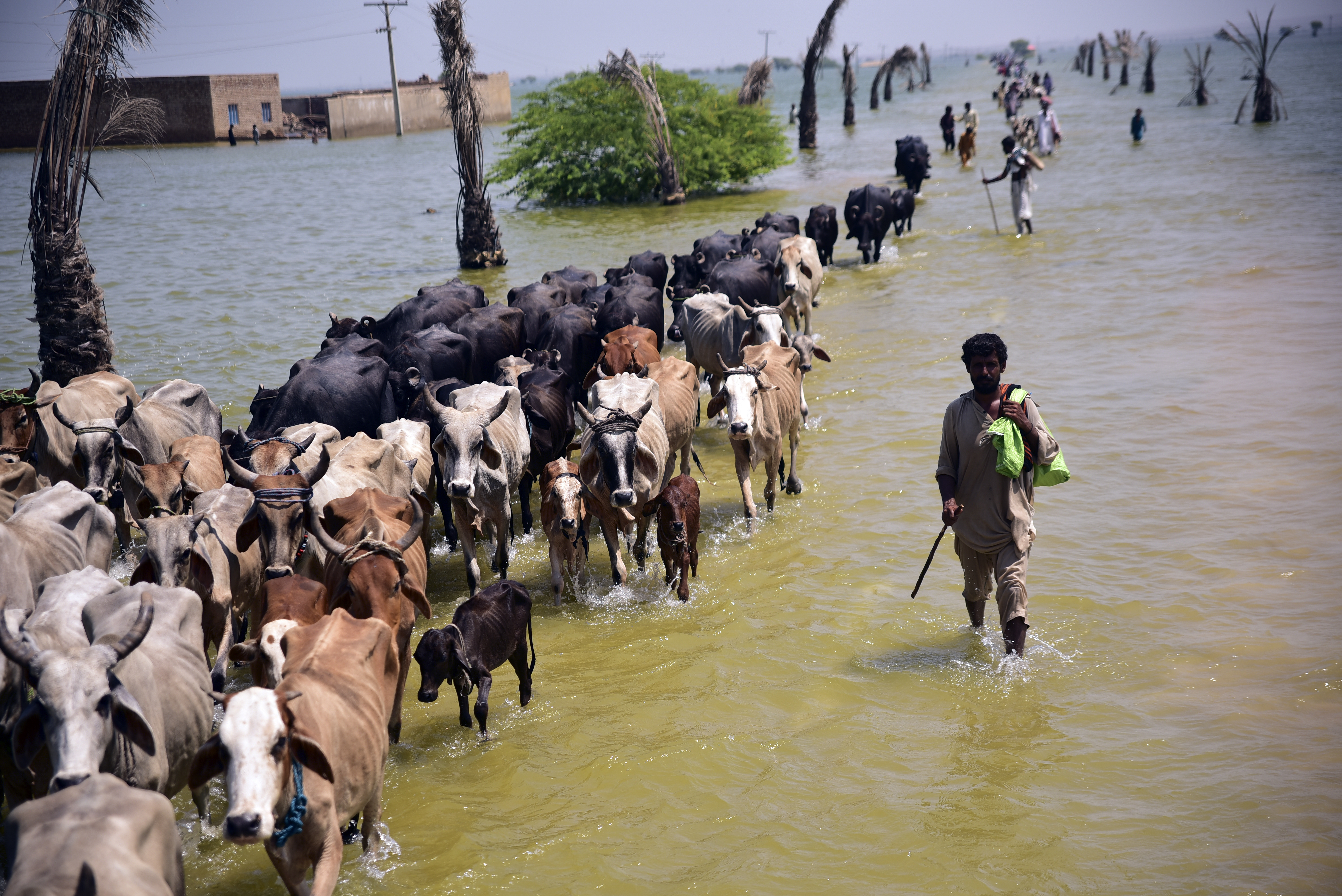 Victims of flooding from monsoon rains walk with their cattle in Sehwan, Sindh, Pakistan