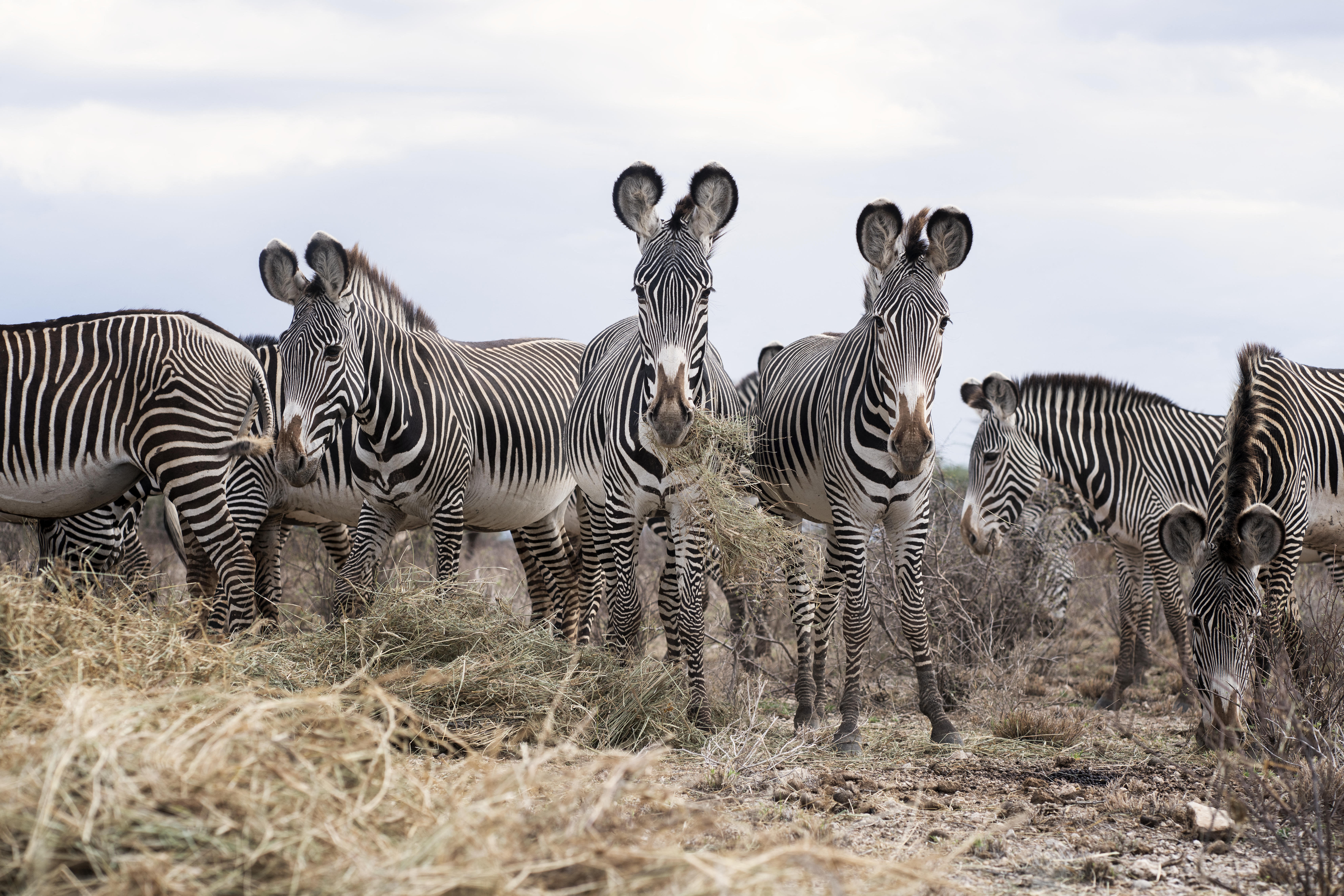 Kenya Drought