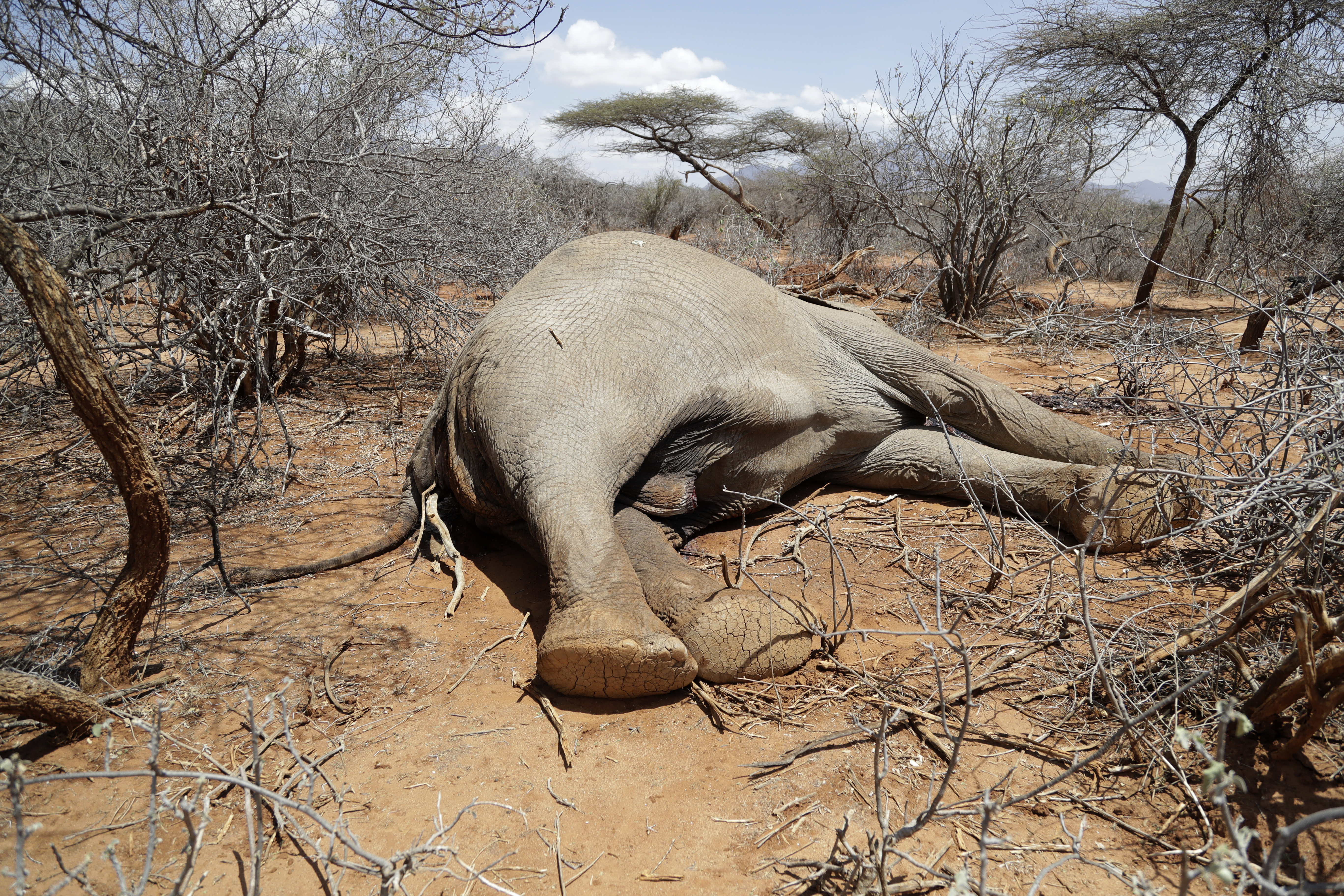 Kenya Drought