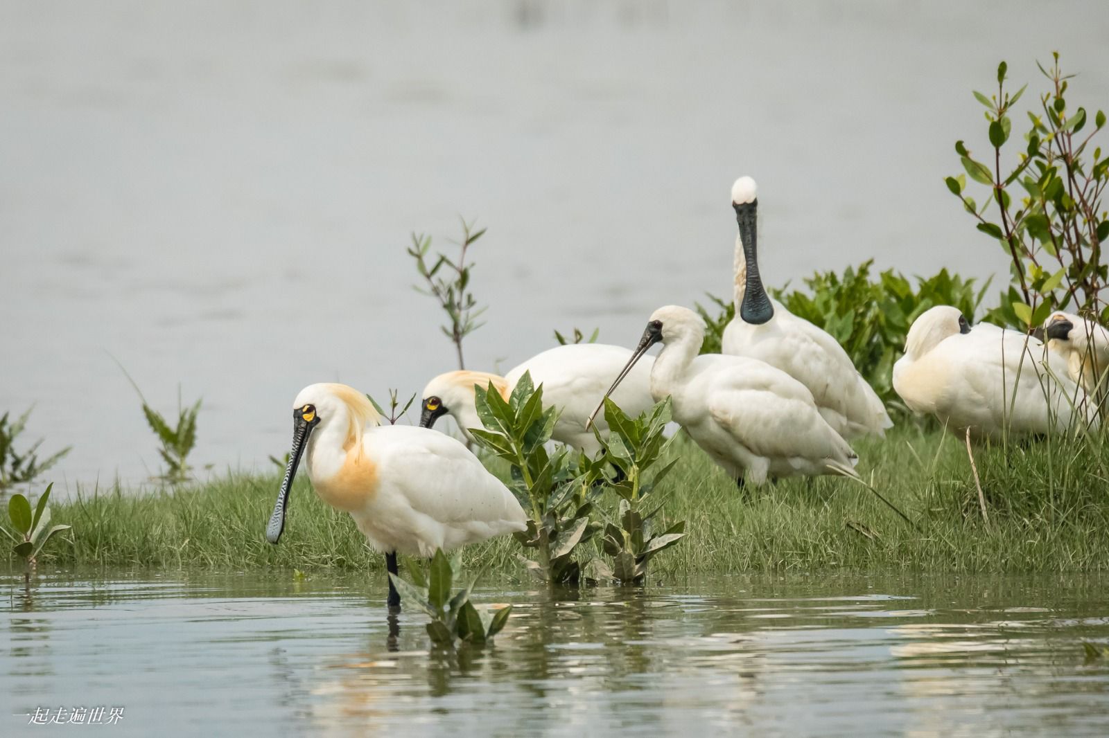 HK wetlands