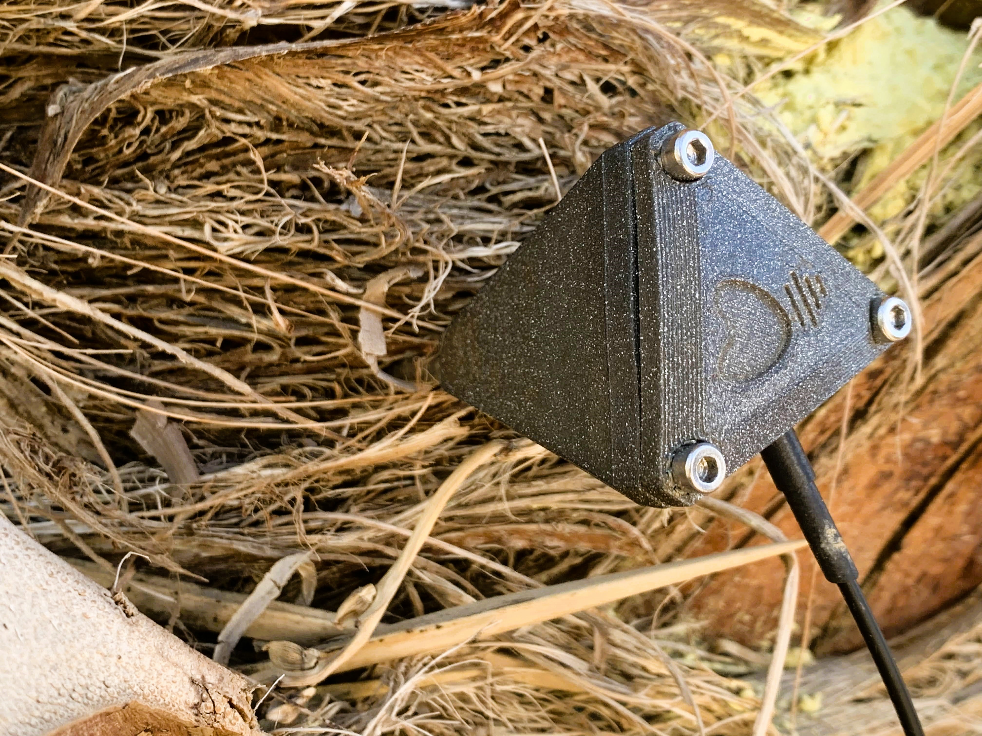 A closeup of a needle sensor going into a palm trunk