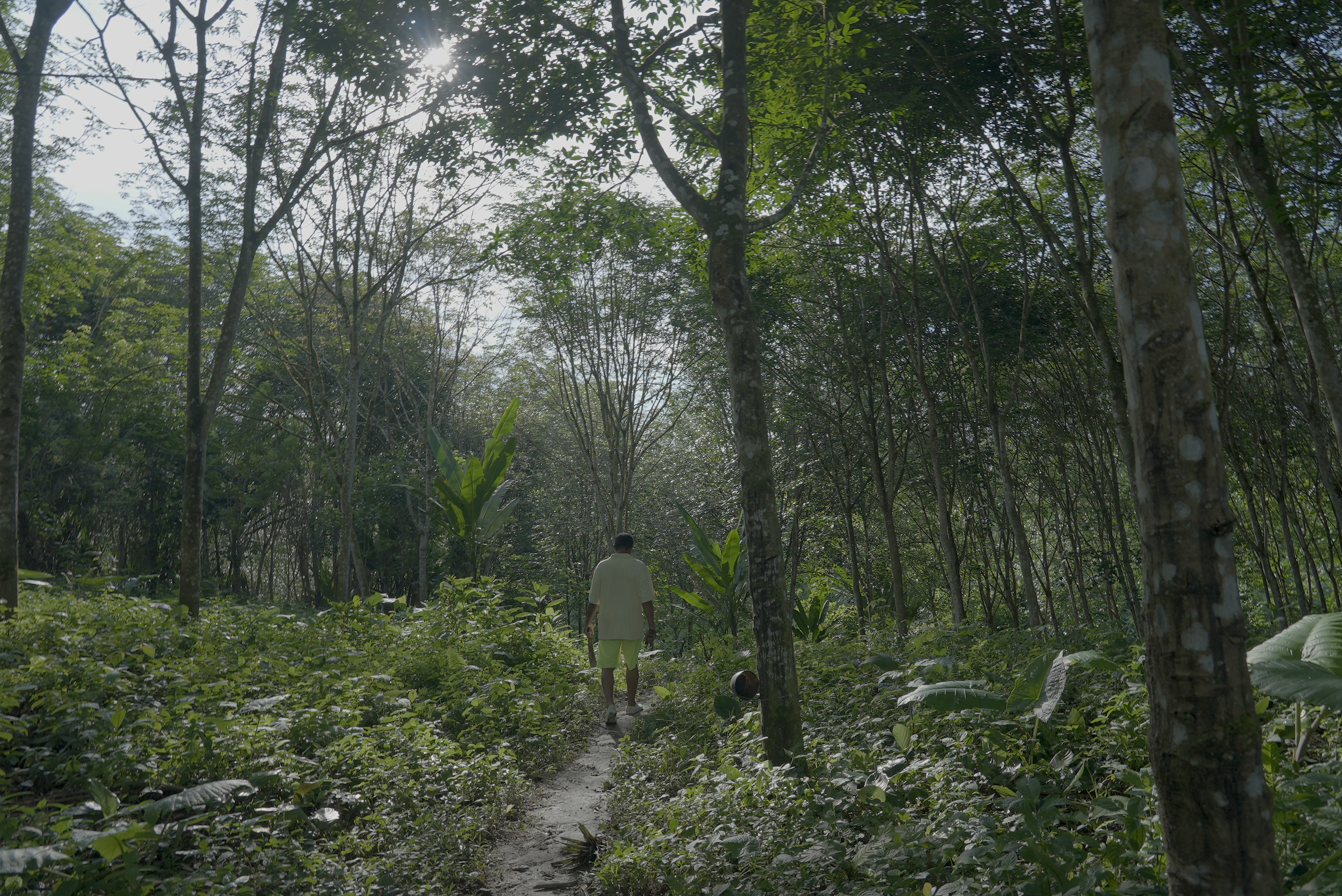 A Furukawa worker walks through the abaca plantations where he has worked for almost his entire life in Ecuador