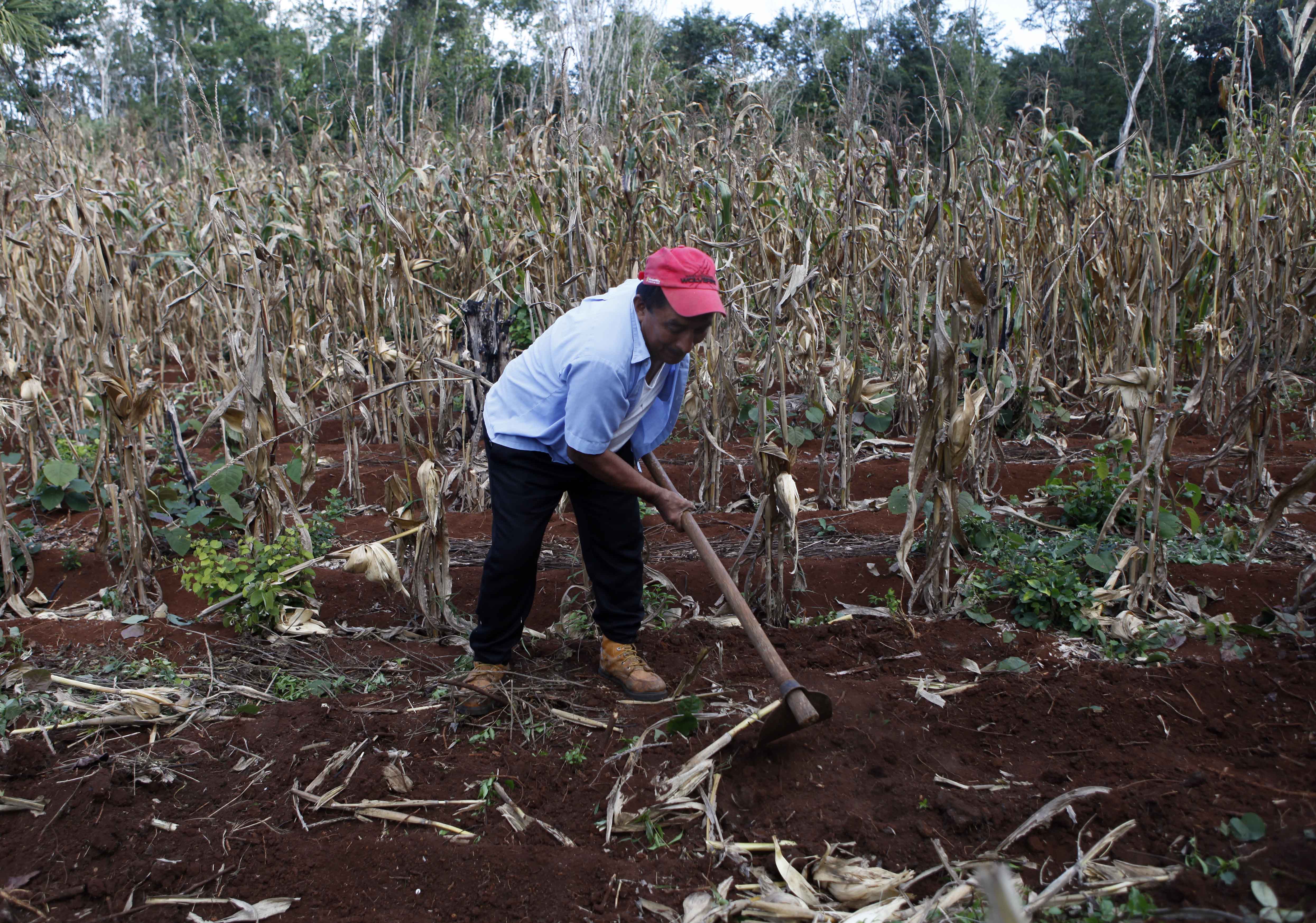 A farmer works the land while showing a group of journalists how to grow corn in the Mayan community of Tabi, in the Yucatan peninsula, Mexico, Friday, Dec. 3, 2010. According to the UN weather agency, 2010 is "almost certain" to rank among the three hottest years on record, and the 2001-2010 decade is undoubtedly the warmest period since the beginning of weather records in 1850. (AP Photo/Eduardo Verdugo)