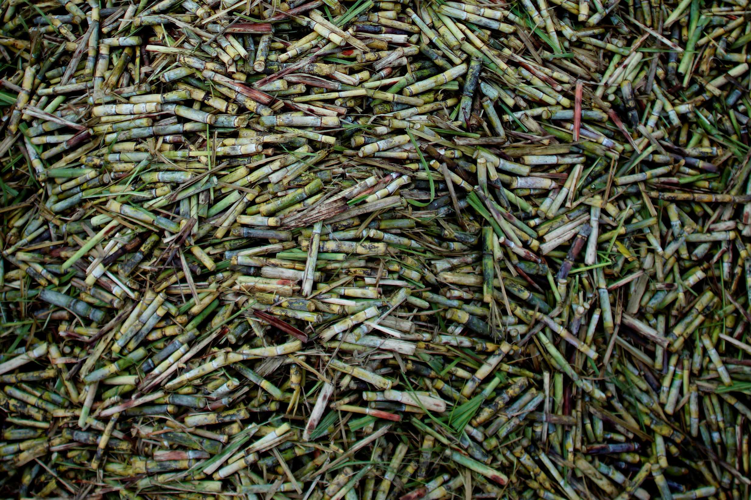 Once known as the sugar bowl of the world, Cuba has struggled amid falling sugarcane production