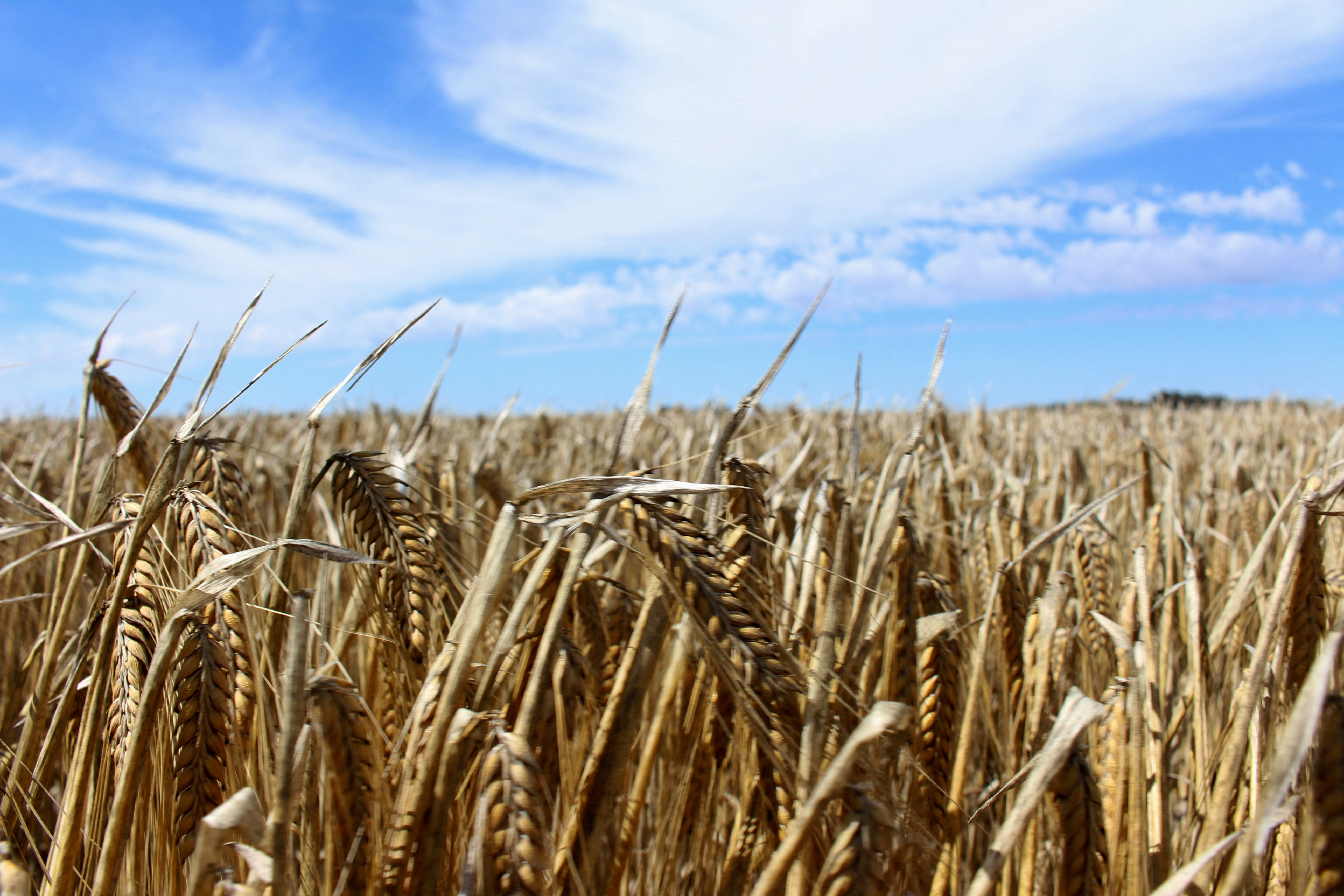 Australia wheat