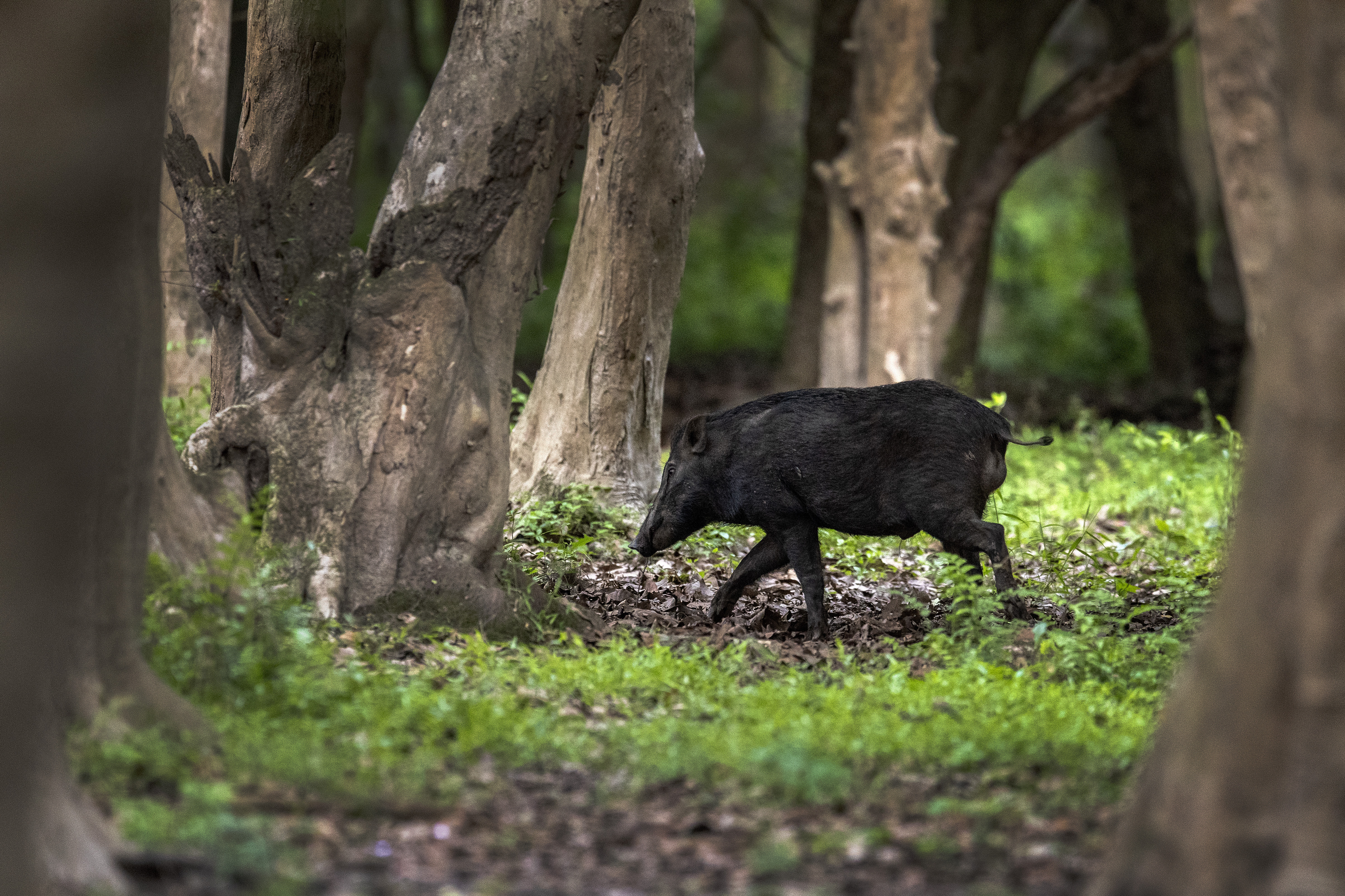 A wild boar seen at the Pobitora Wildlife Sanctuary in India’s northeastern state of Assam