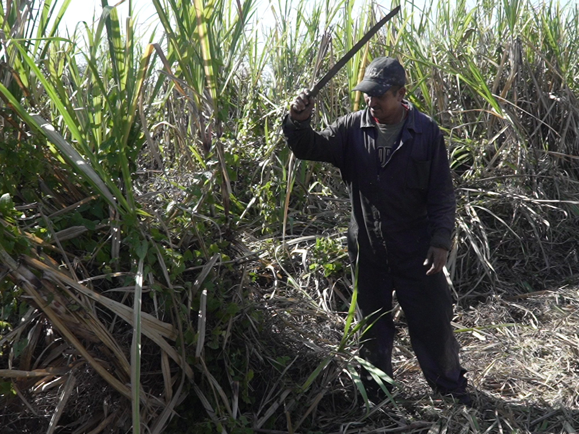 Odel Perez hacks away weeds from his sugar cane field