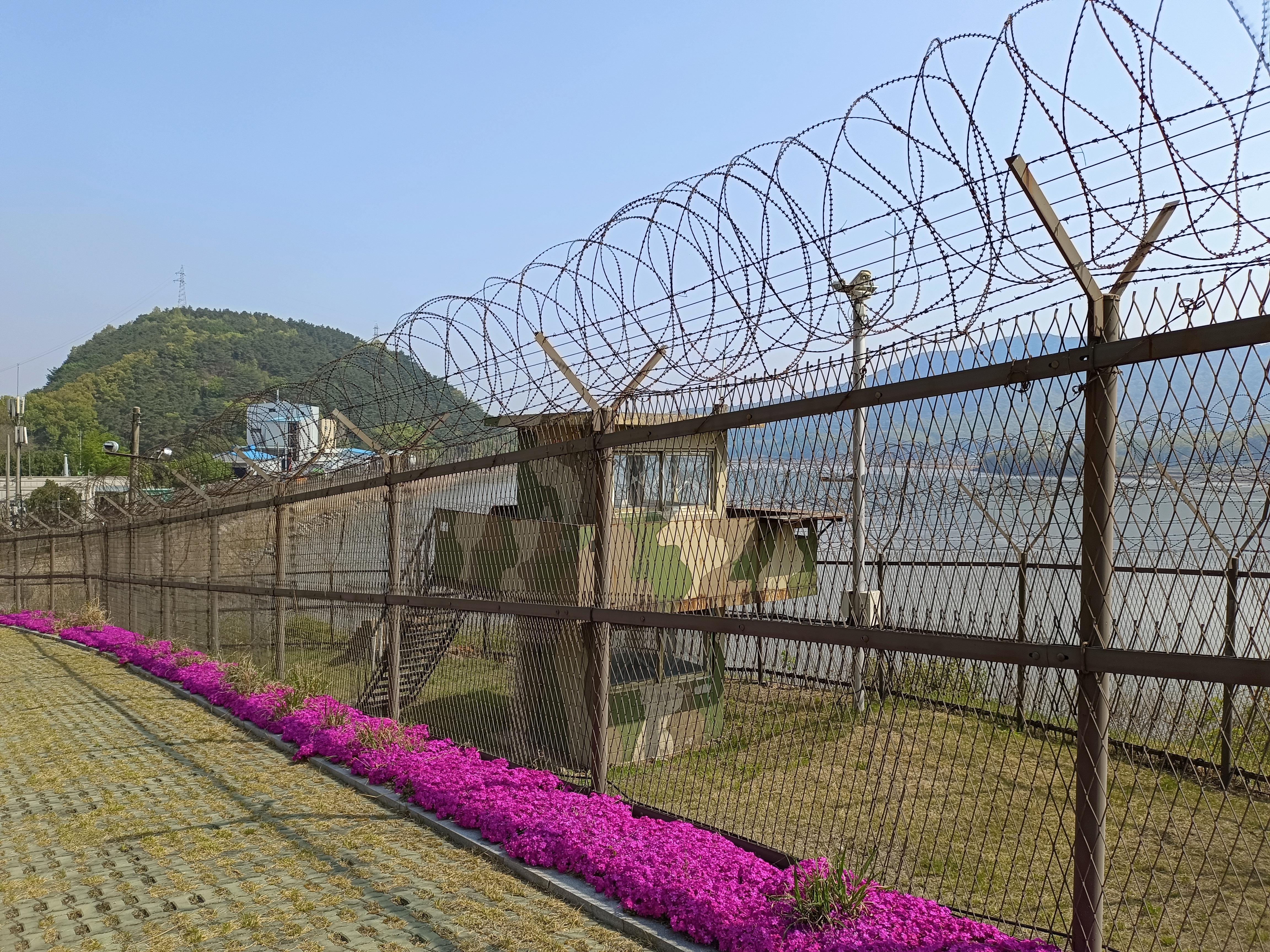 A South Korean watchtower surrounded by barbed wire at the DMZ. There is bright pink bougainvillea growing on the path next to it 