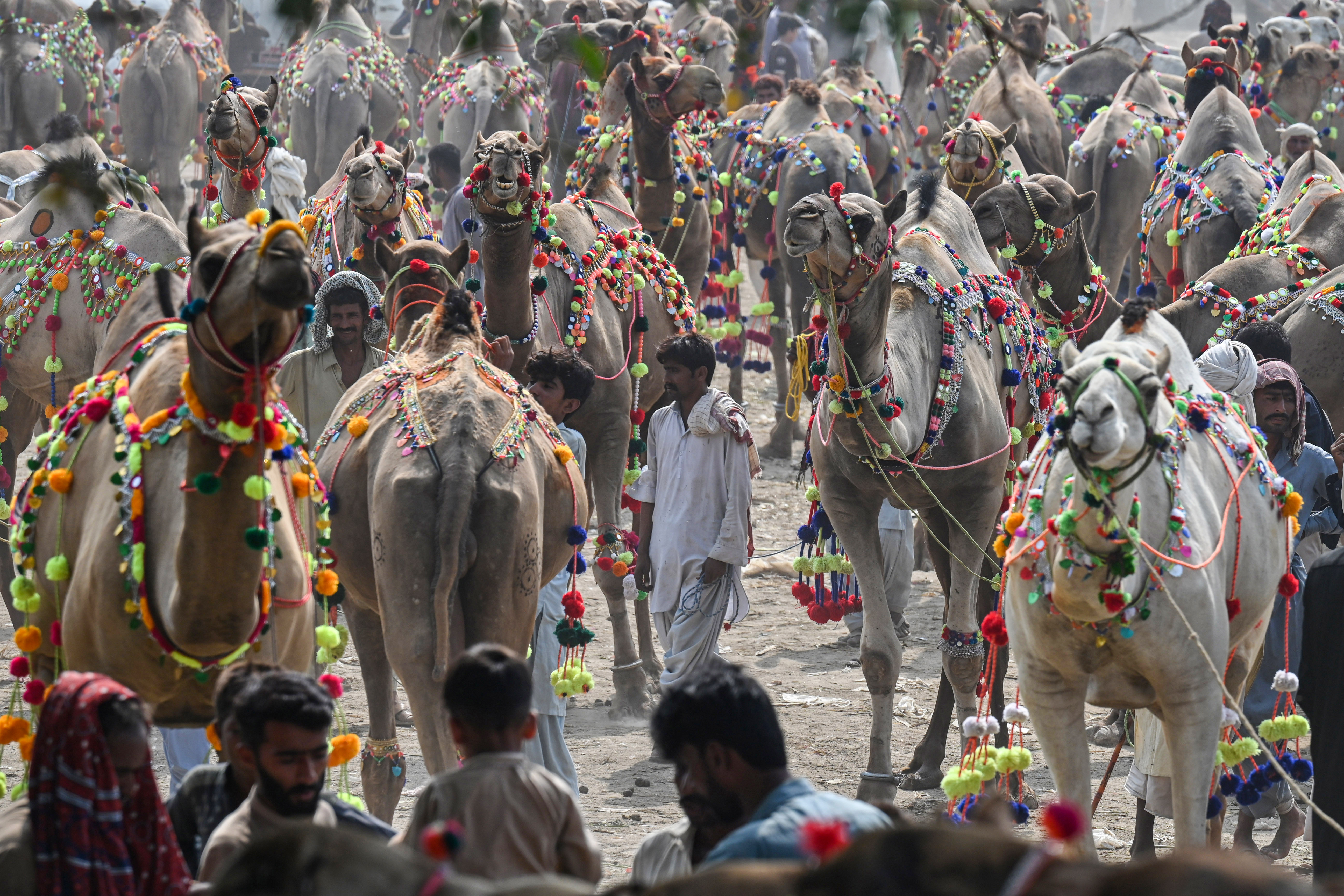 Vendors and customers at a livestock market in Lahore