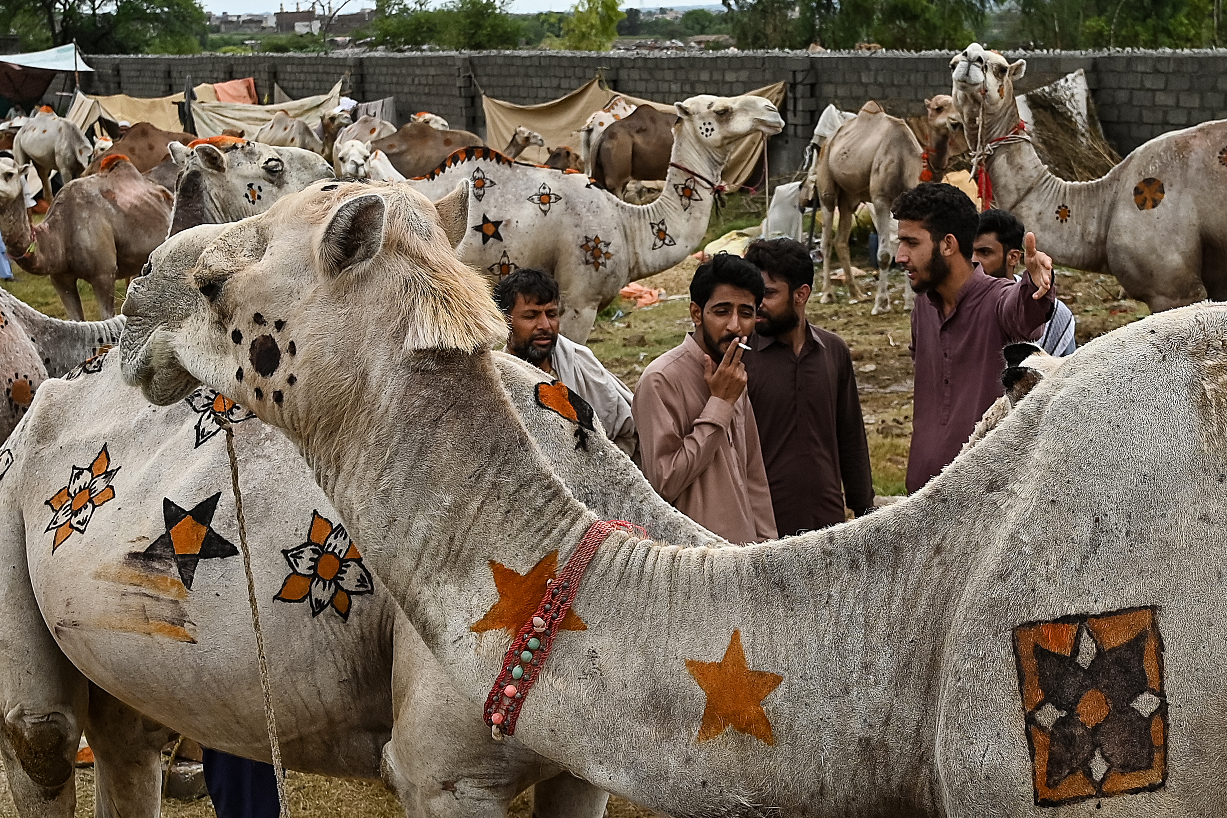 Customers look at sacrificial camels decorated with ‘henna’ designs at a livestock market on the outskirts of Islamabad