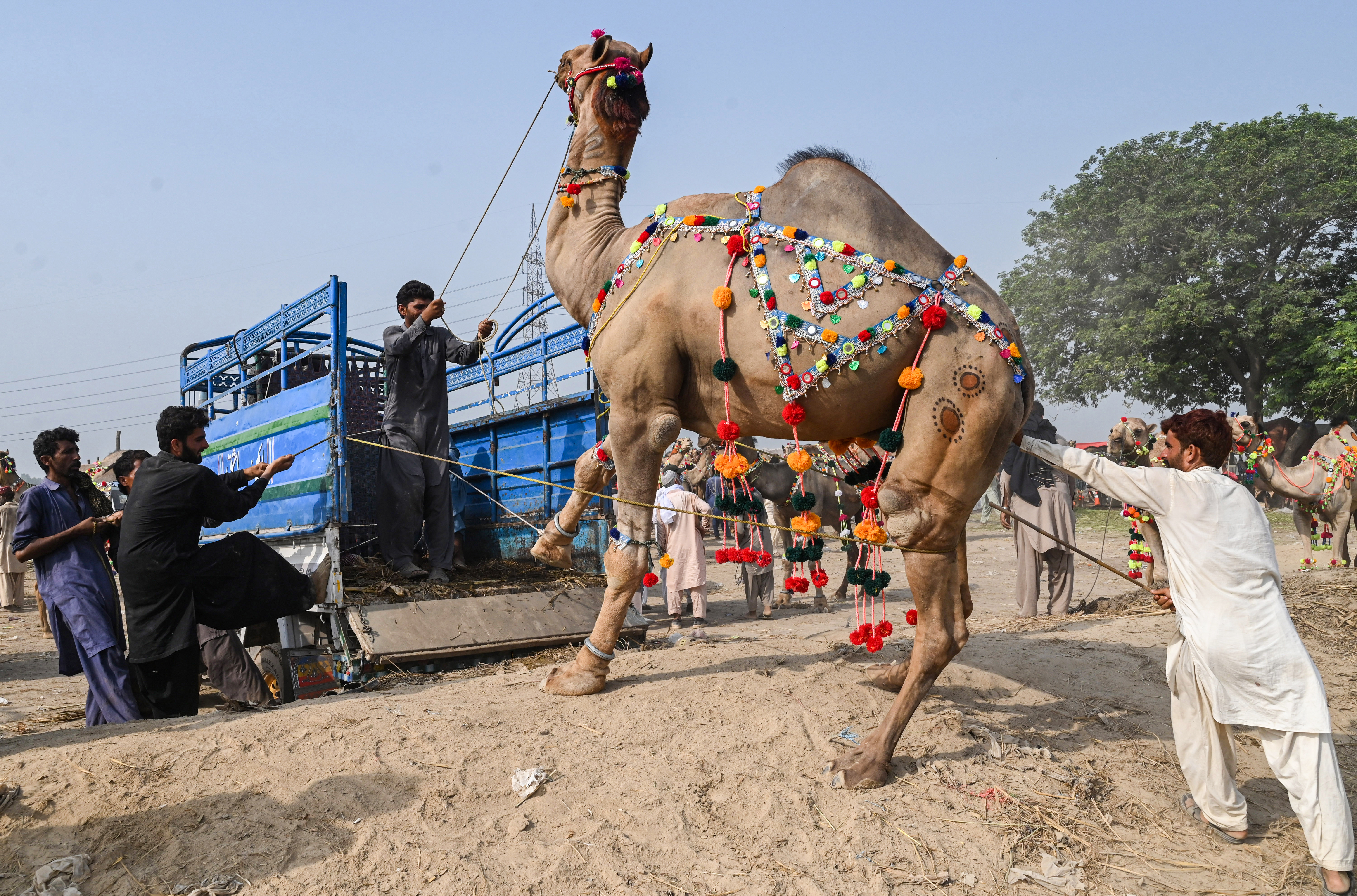 Vendors prepare to transport sacrificial camels from a livestock market in Lahore