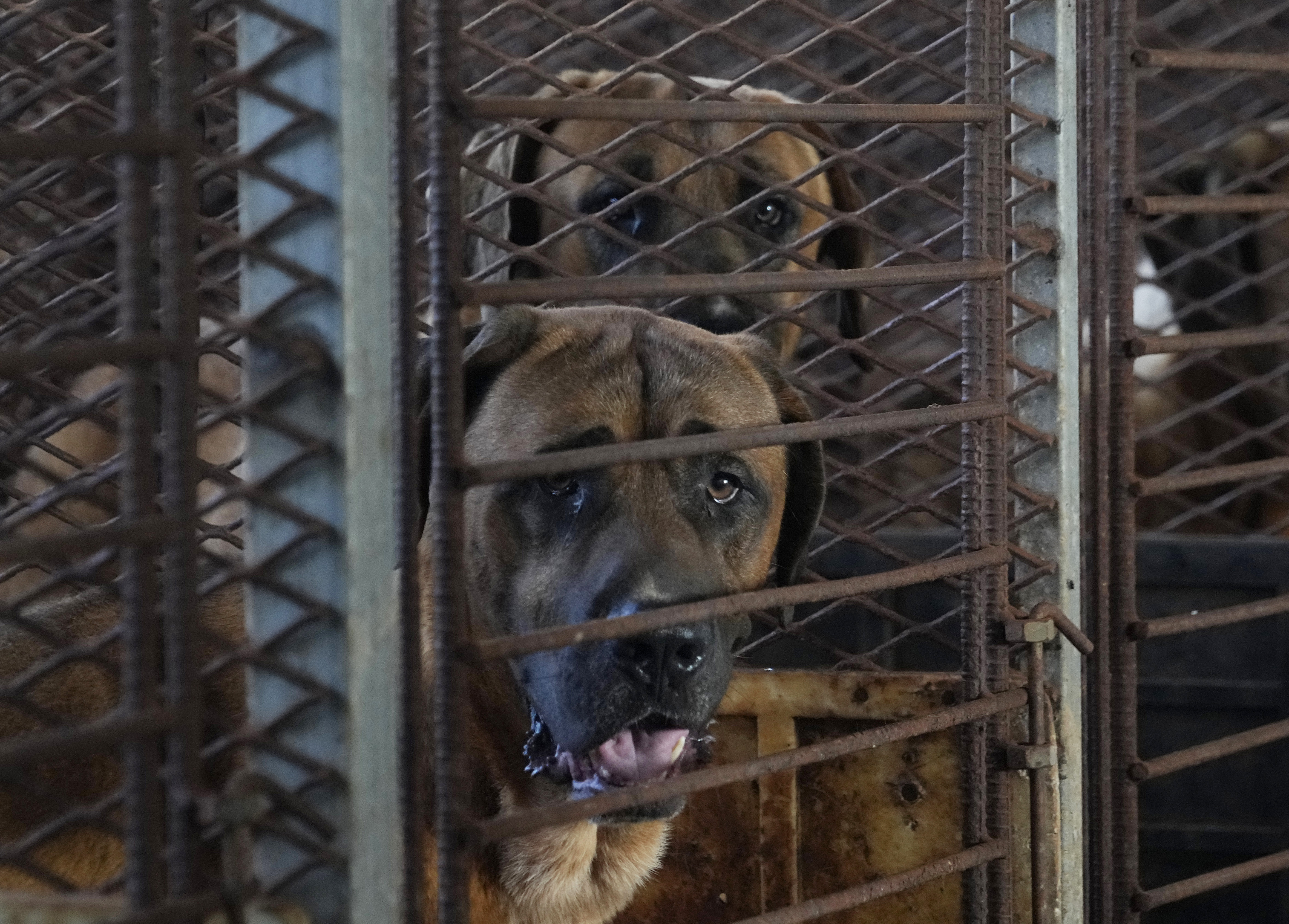 South Korea Dog Meat