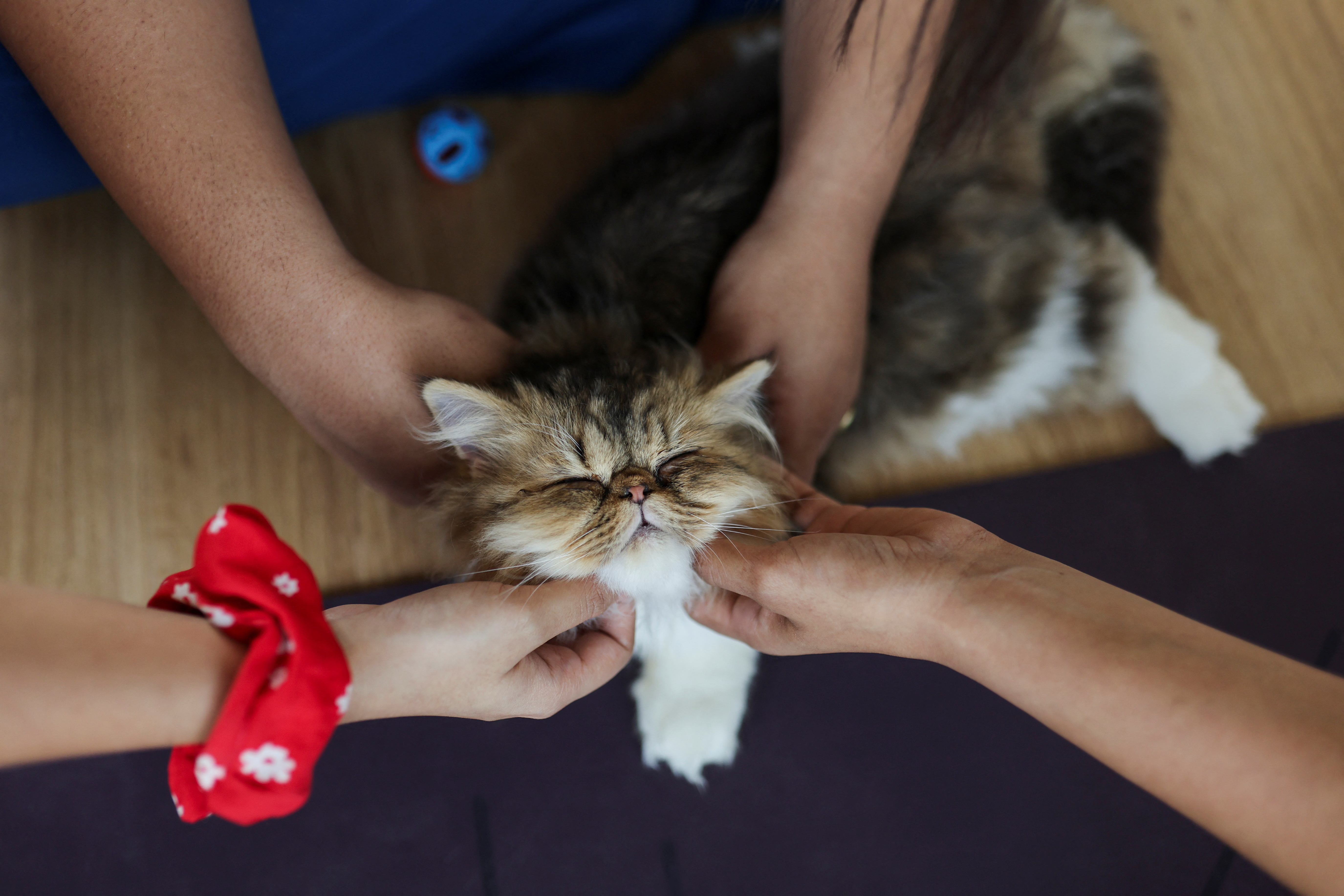 kitten yoga session