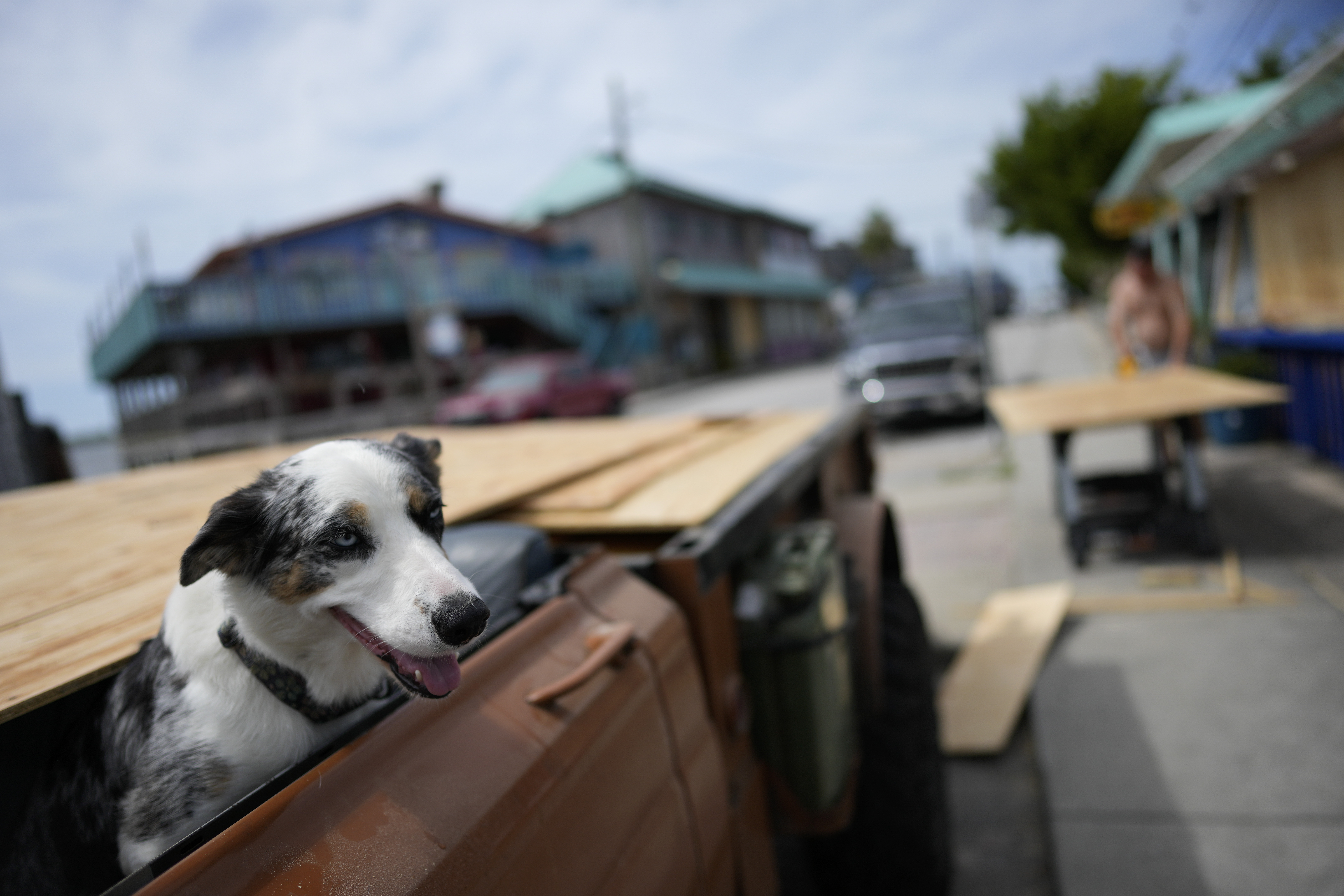 A dog named Blue sits in a pick-up truck as its owner boards up windows in Cedar Key, Florida