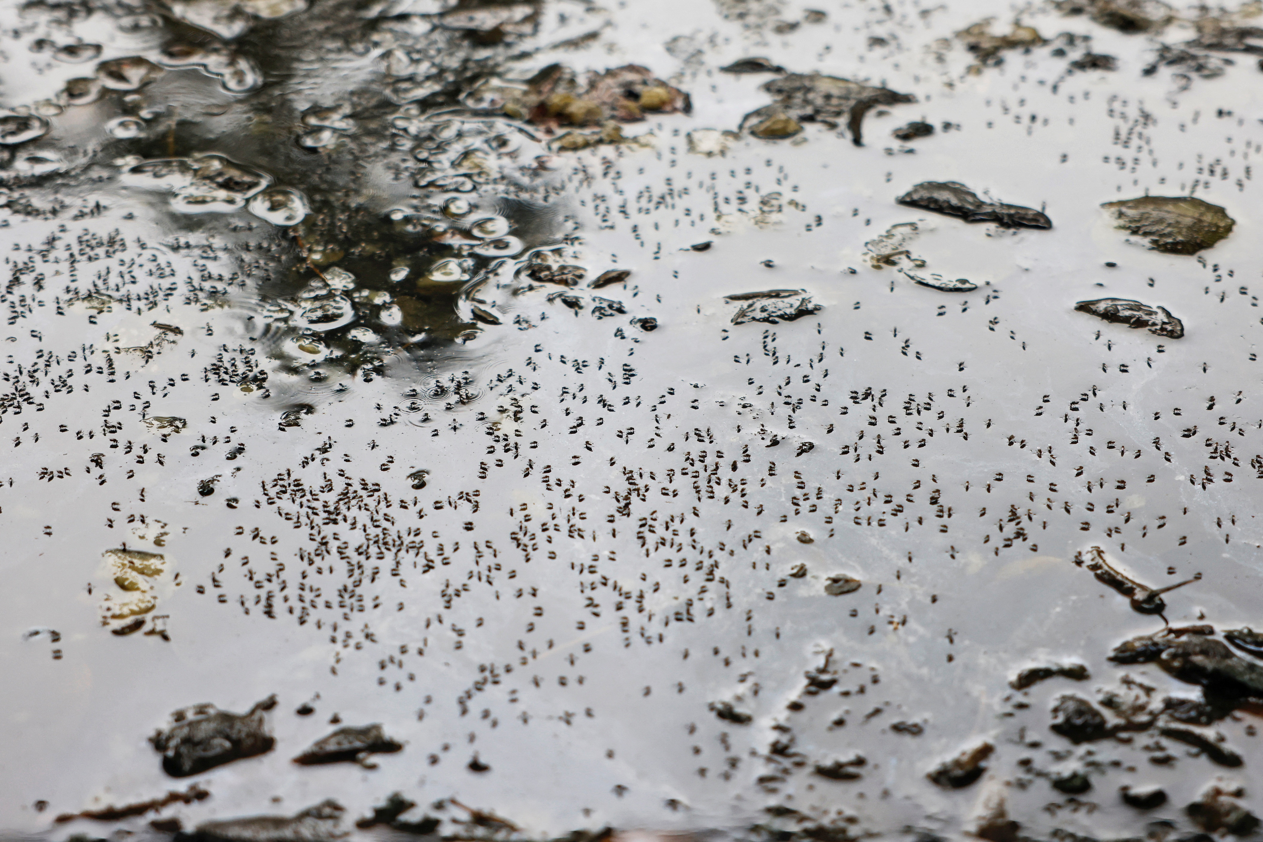 Dengue Bangladesh