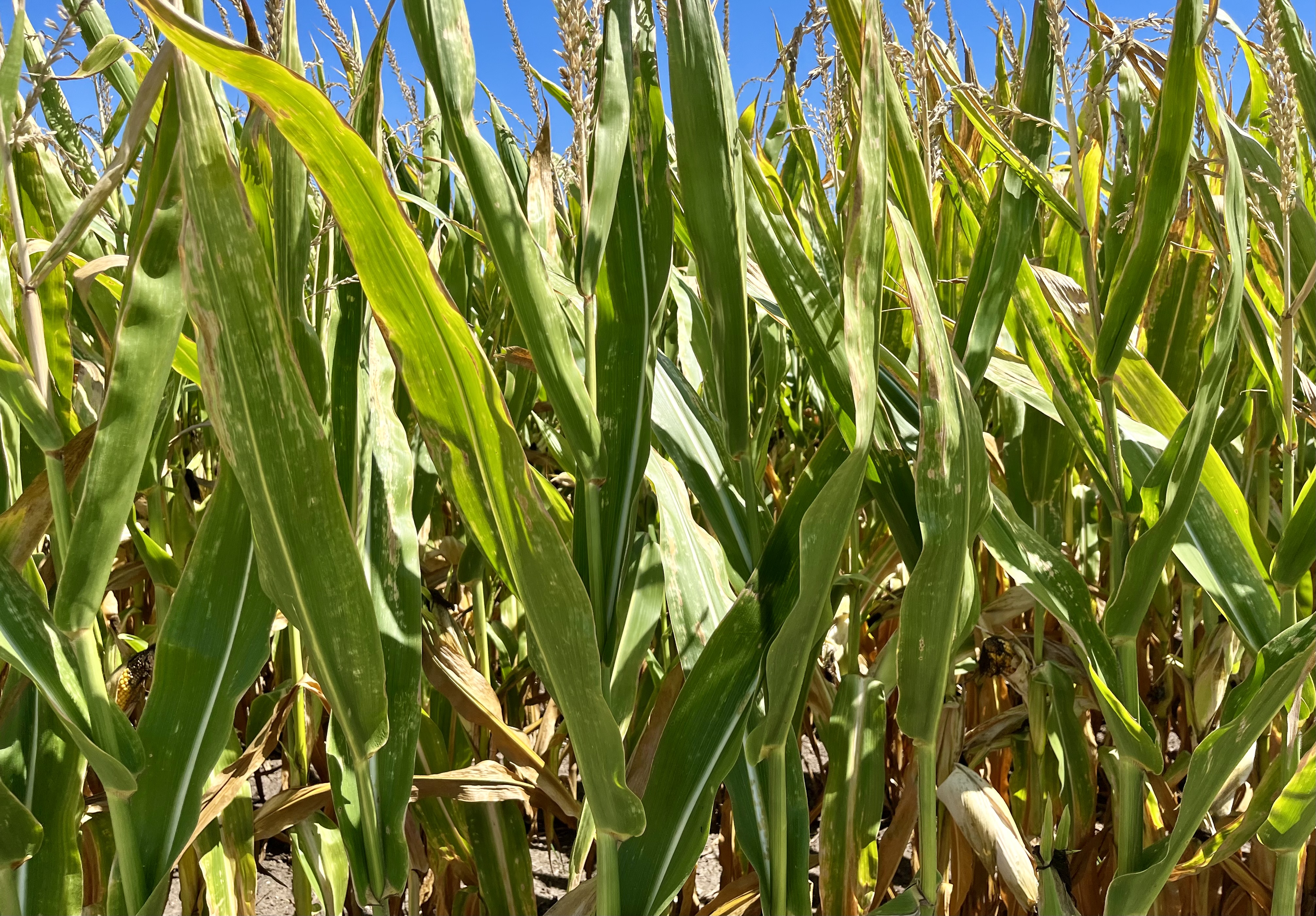 Iowa corn