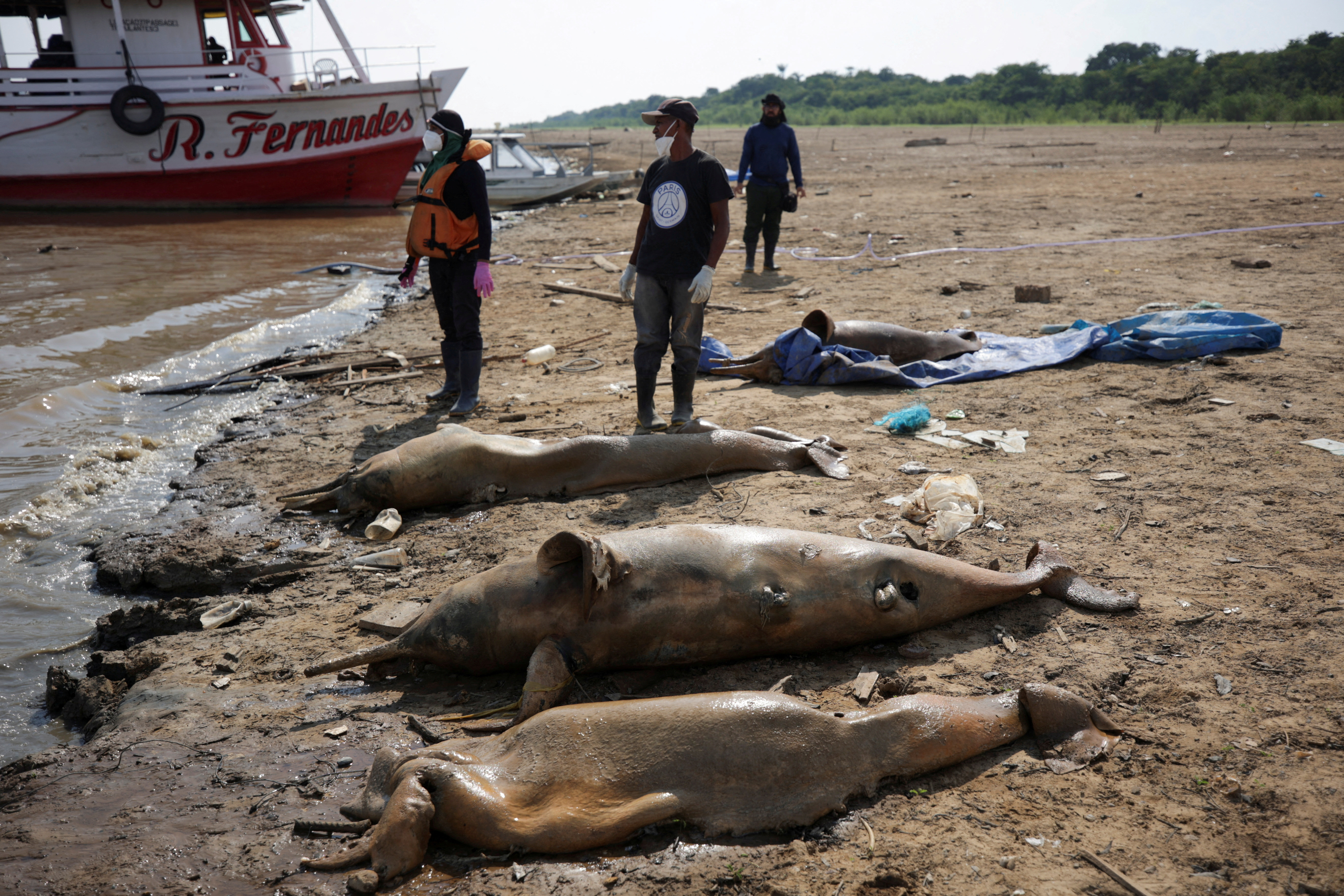 Brazil dolphins