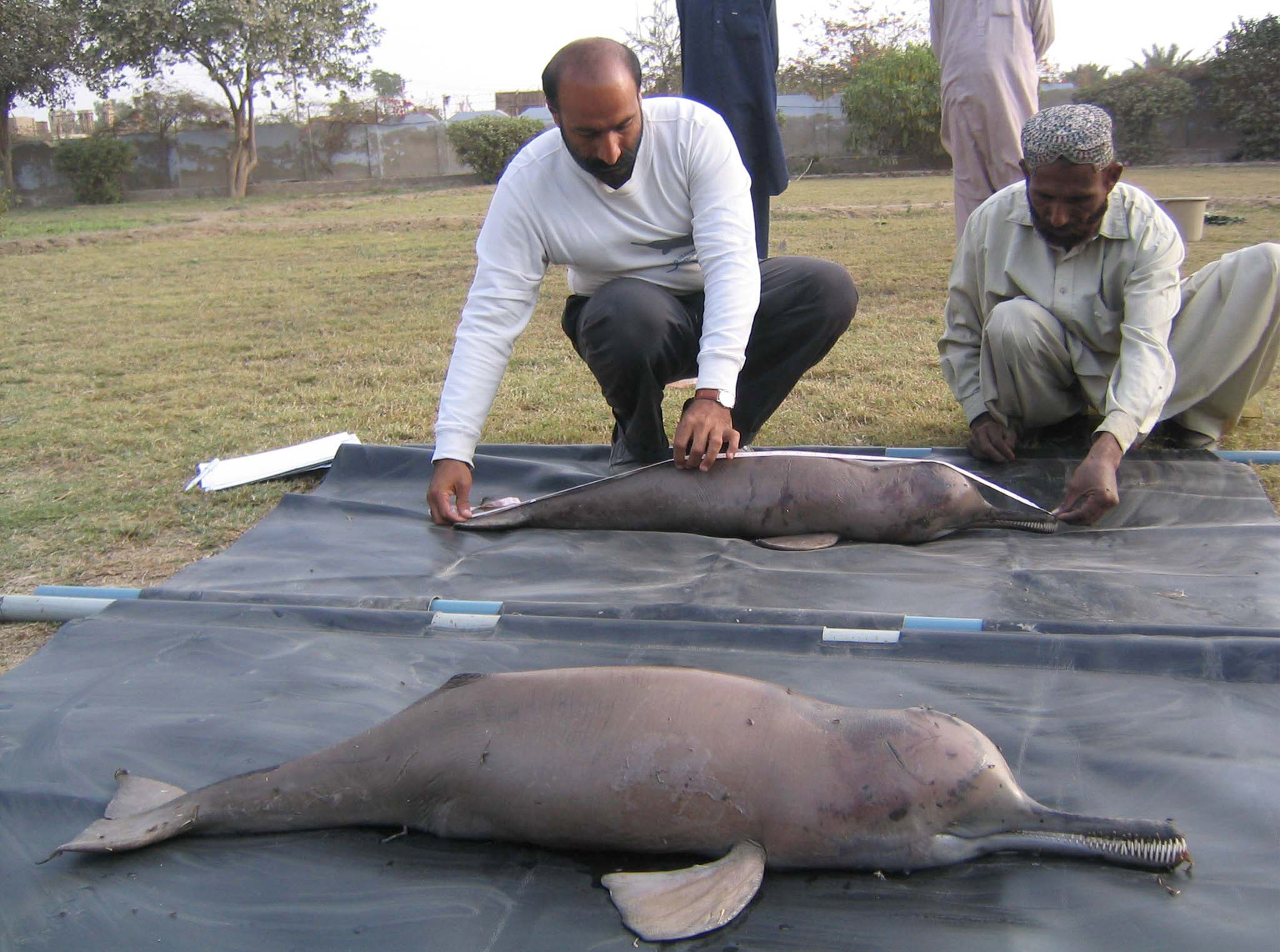 Wildlife staff measure the length of a dead Indus River dolphin near Sukkur in 2004 when an estimated 950 to 1,000 dolphins existed in Pakistan