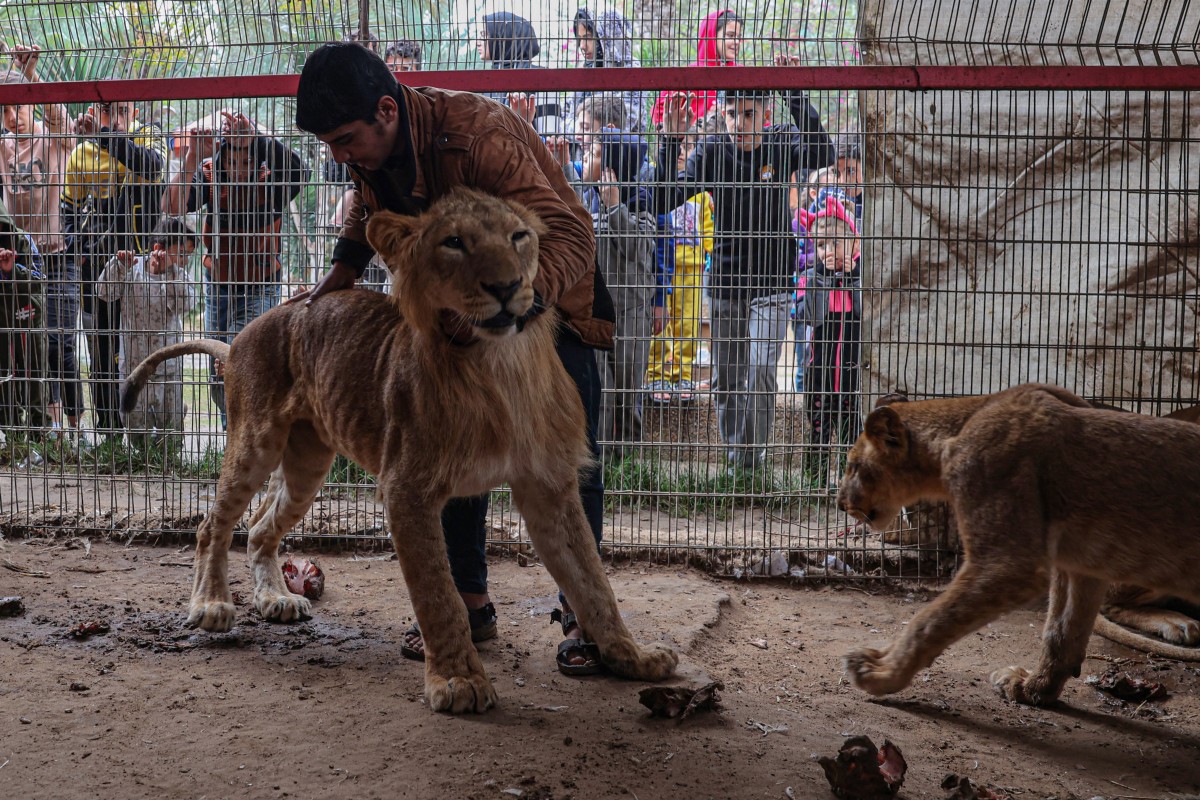 Lions are seen in their cage at the zoo in Rafah in the southern Gaza Strip.